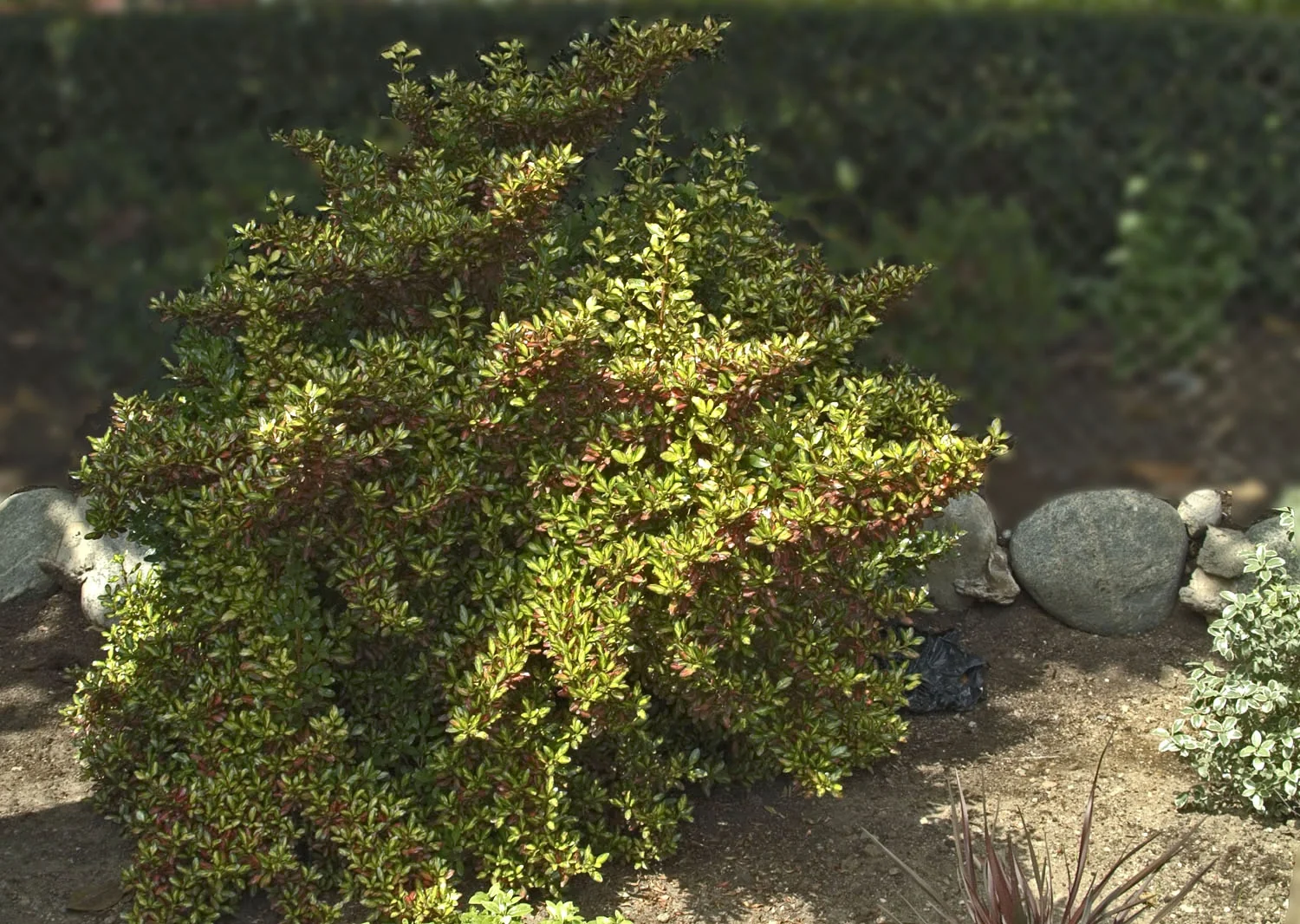 Coprosma 'Evening Glow' Mirror Plant displays a mounding shrub with small, glossy leaves in yellow-green and burgundy tones, planted in a sunny garden border with decorative rocks, demonstrating mature landscape size and seasonal color variation.