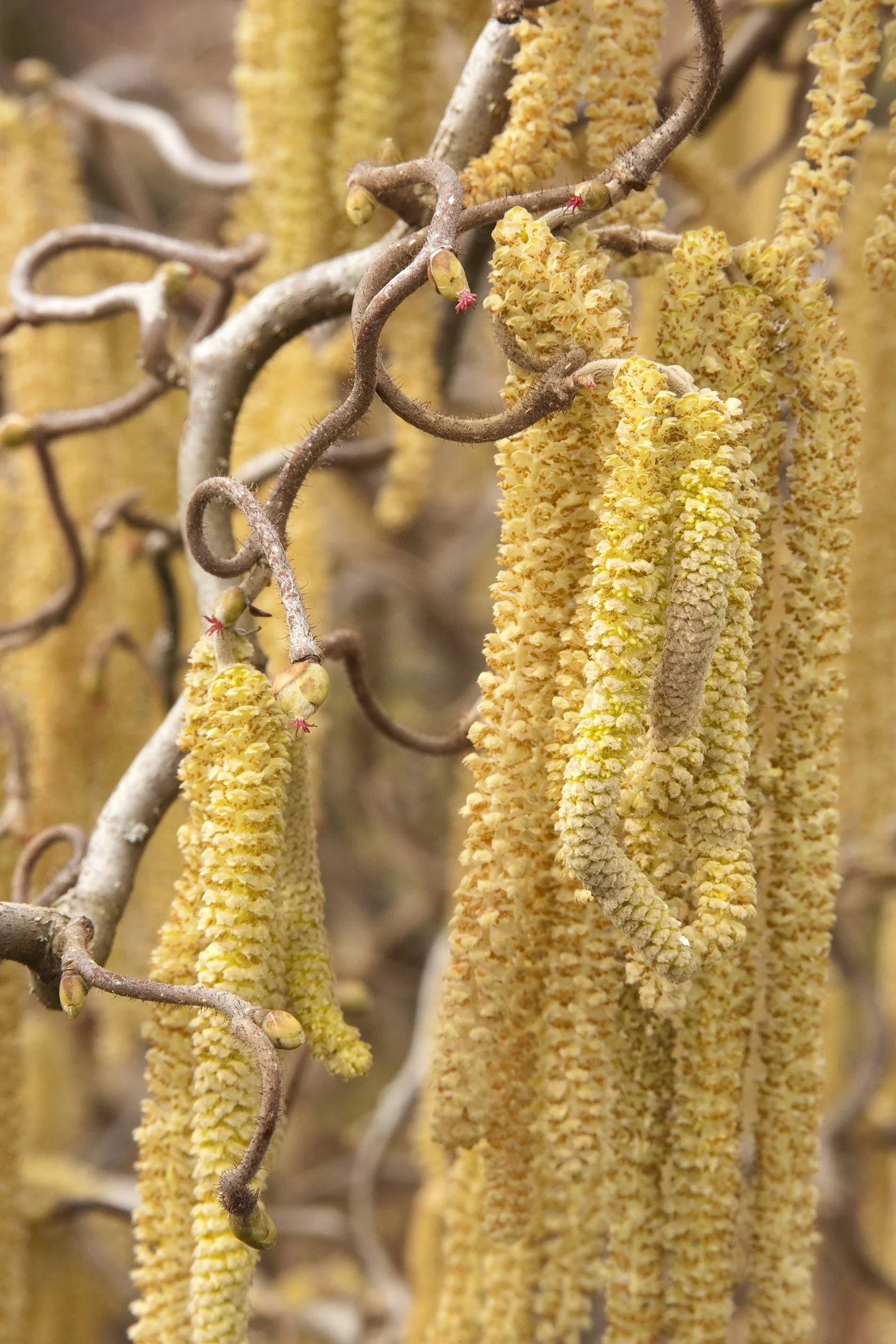 Close-up of Harry Lauder's Walking Stick (Corylus avellana 'Contorta') showing contorted brown branches with dangling golden-yellow catkins at various stages of bloom, demonstrating the plant's distinctive twisted form and early spring flowering habit.