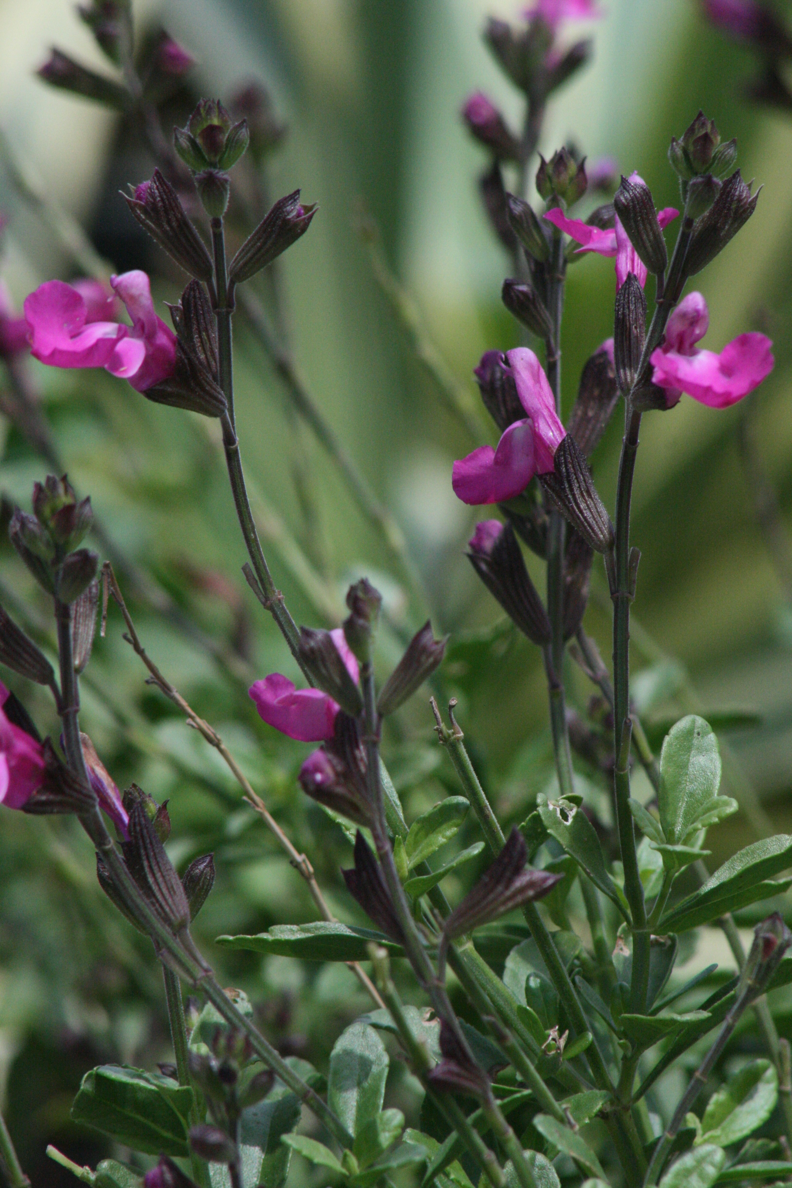 Heatwave™ Sparkle Sage, Monrovia Plant