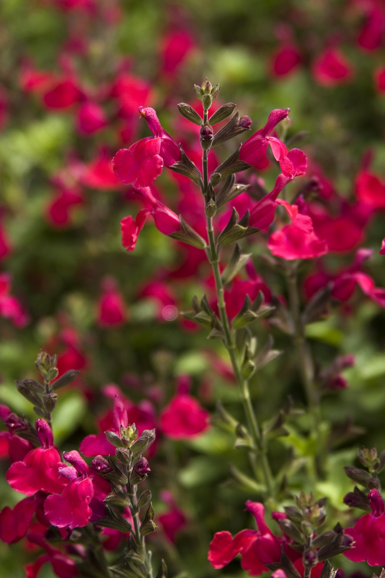 Salvia　計28枚 Heatwave™ Blaze Sage, Monrovia Plant