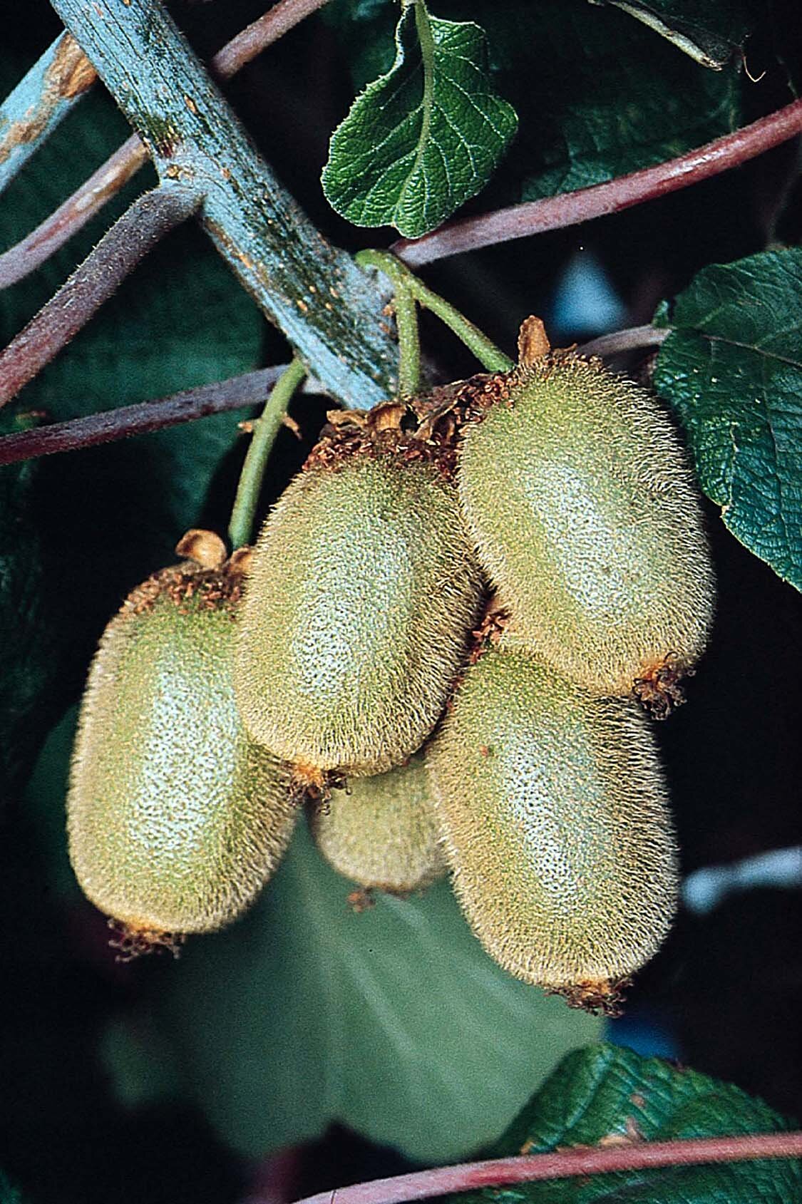 きうい Vincent Kiwi Vine, Actinidia chinensis 'Vincent' (Female