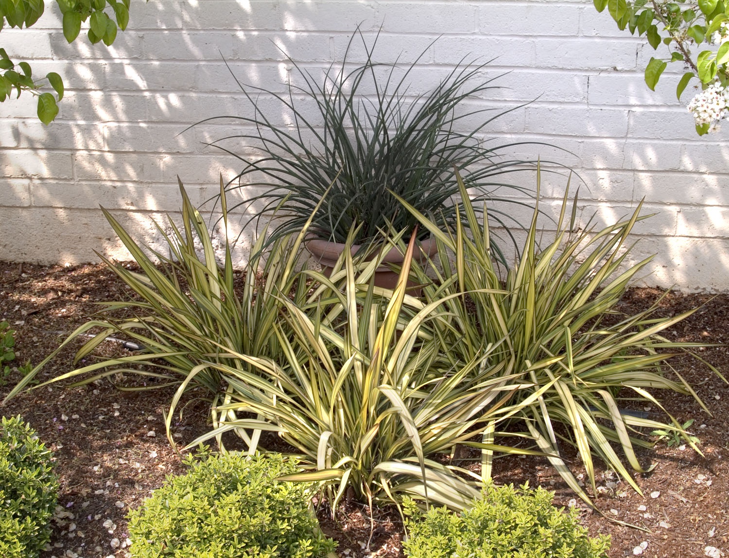 Apricot Queen New Zealand Flax, Phormium 'Apricot Queen', Monrovia