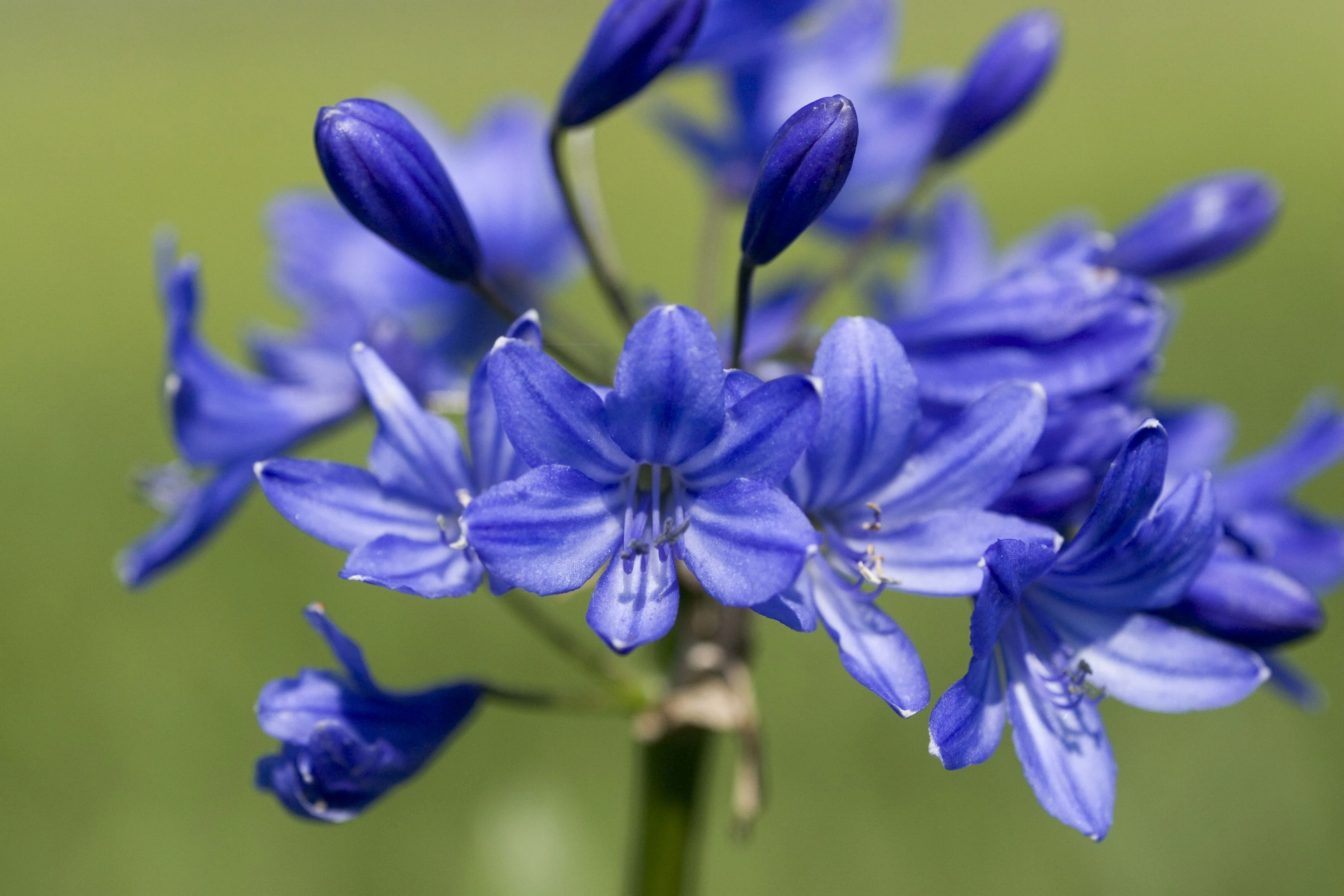 Close-up of Agapanthus Midknight Blue® hybrid 'Monmid' displaying deep blue flowers in various stages of bloom—from tight buds to fully open star-shaped blossoms with visible stamens, set against a soft green background to show flower detail and color intensity.