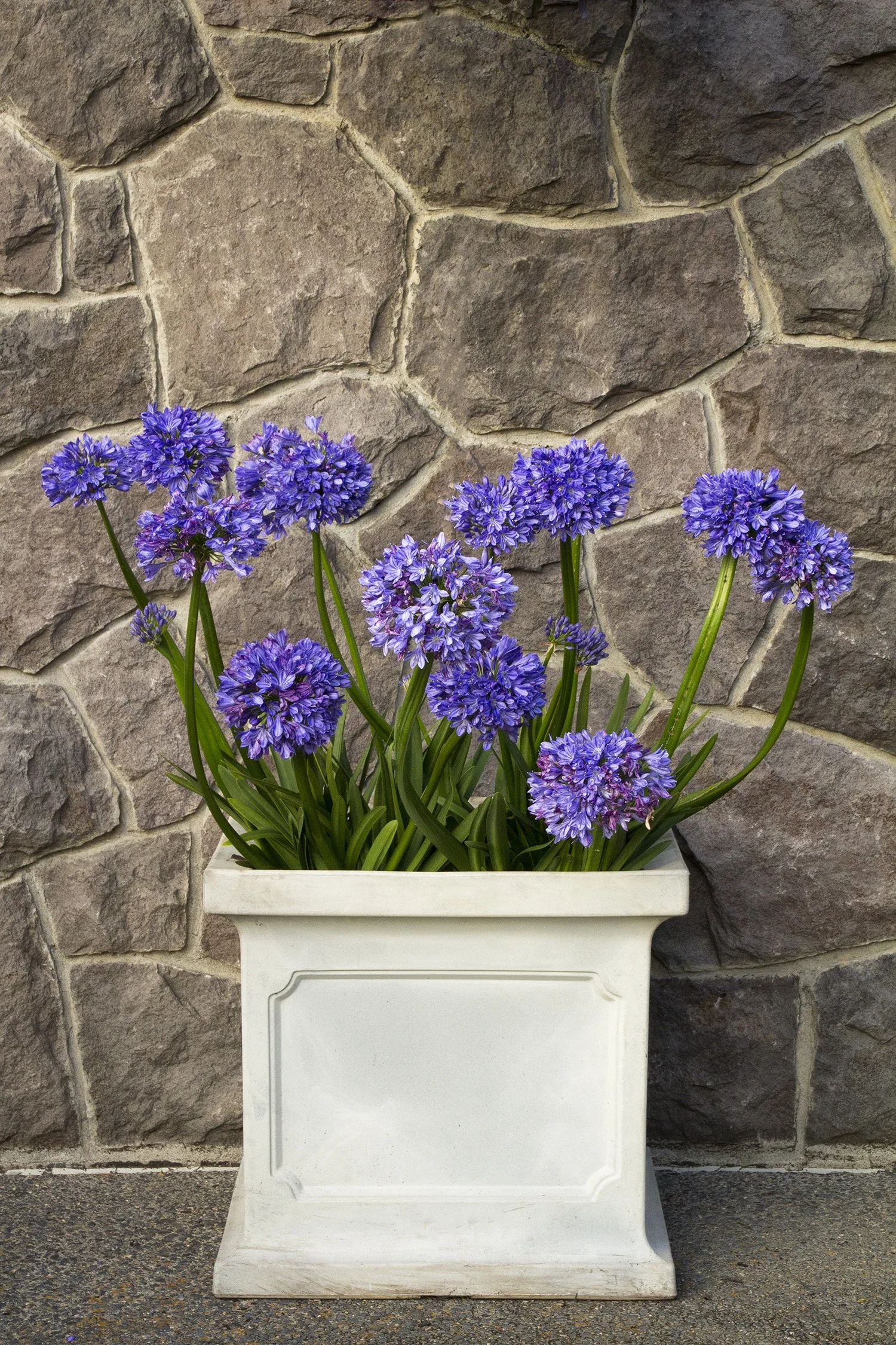 Midknight Blue® Agapanthus (Agapanthus hybrid 'Monmid') in full bloom within a white ceramic container, displaying multiple deep blue-purple spherical flower clusters atop green stems against a stone wall backdrop, demonstrating mature flowering size and container garden use.