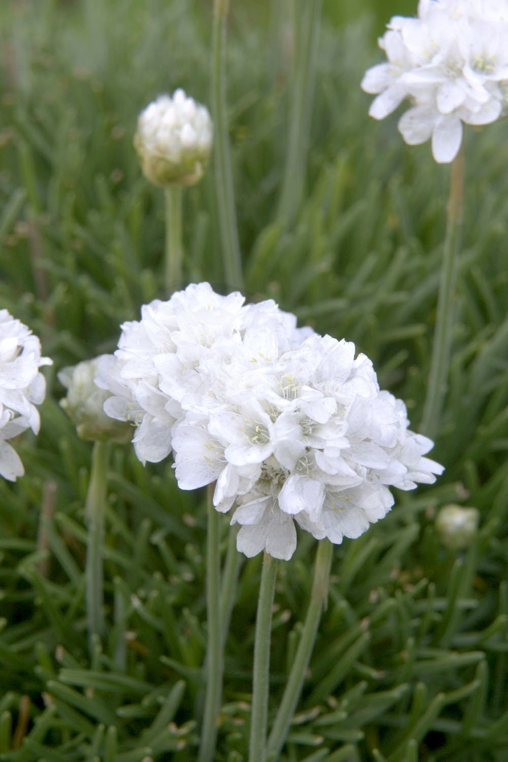 Cotton Tail Thrift, Armeria maritima 'Cotton Tail', Monrovia Plant