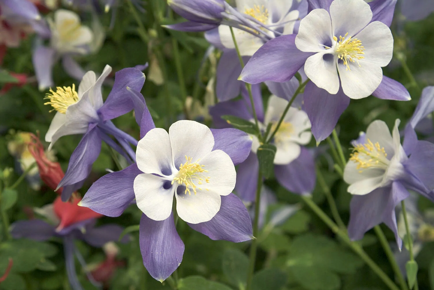 Close-up of Columbine Cameo Blue & White (Aquilegia flabellata 'Cameo Blue & White') displaying distinctive bicolor flowers with purple-blue sepals and white petals, yellow stamens visible, blooming among green foliage, showing flowering stage for garden display.