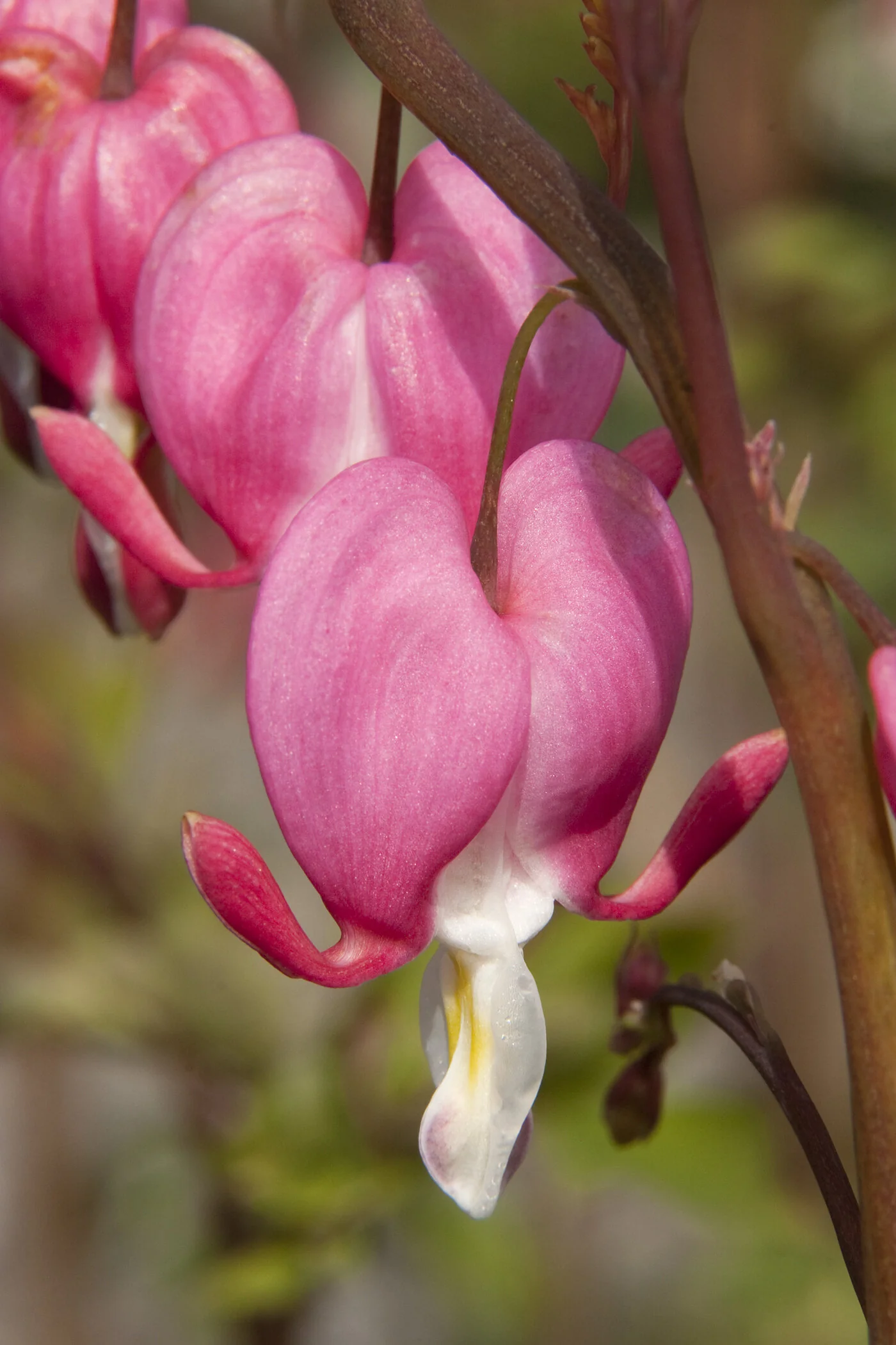 50pcs Dicentra Spectabilis Seeds Mixed Bleeding Heart