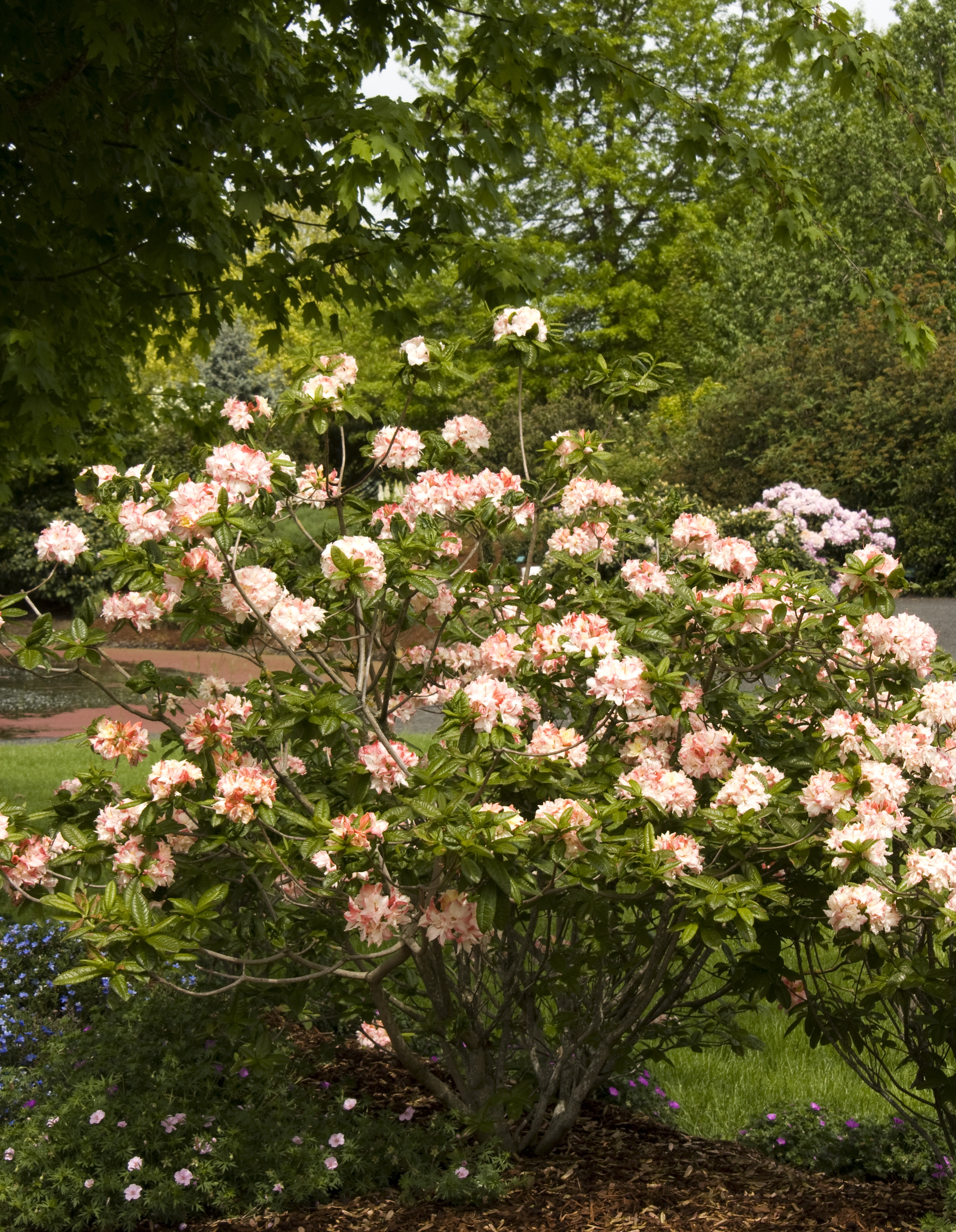 Cannon's Double Azalea, Azalea x 'Cannon's Double' (Exbury hybrid)