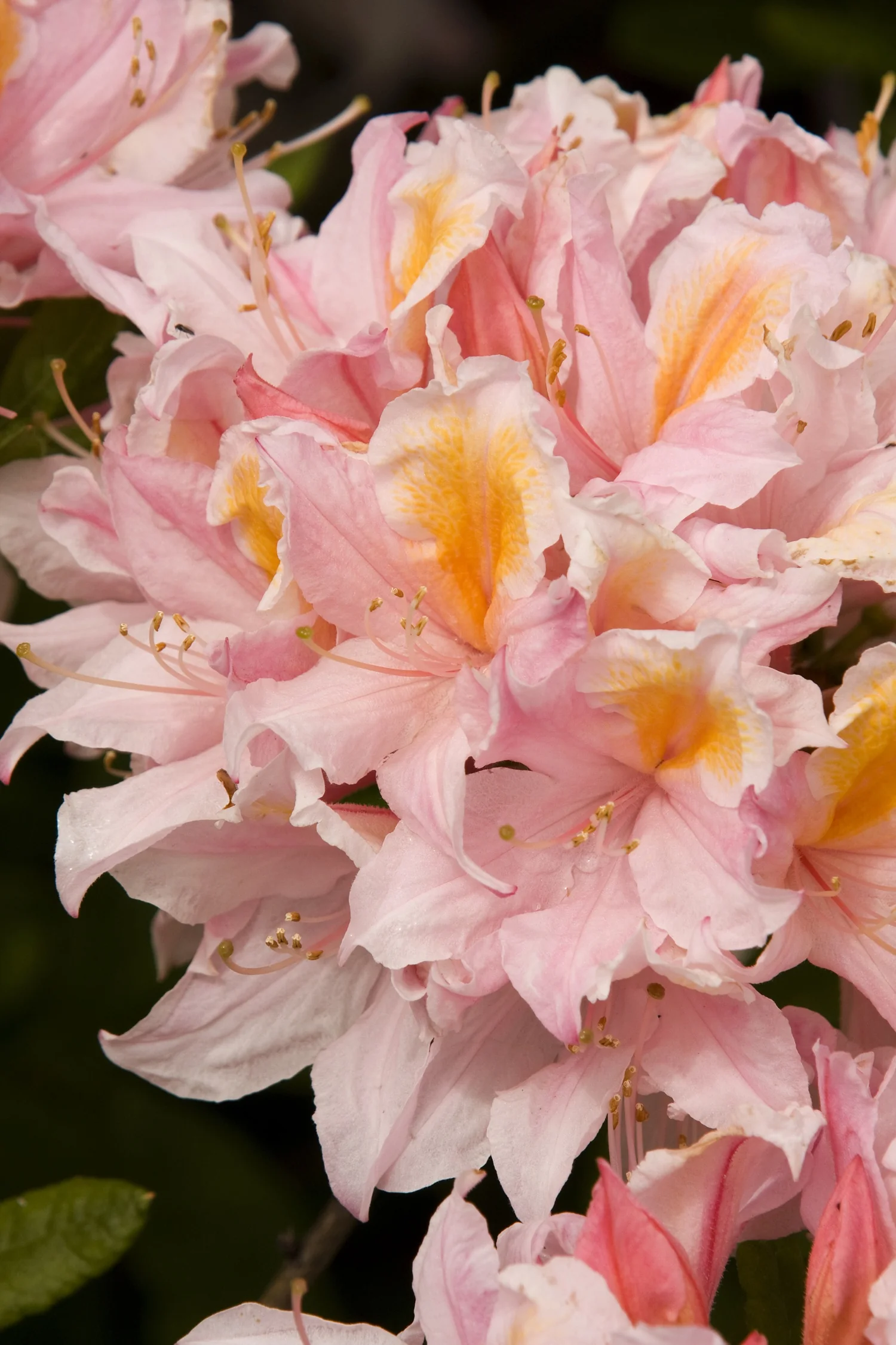 Close-up of Dawn's Chorus Azalea flowers showing full, ruffled pink petals with golden-yellow stamens and throat markings. Multiple blooms in various shades of pink and white cluster together, demonstrating the plant's prolific flowering habit and color range at peak bloom.