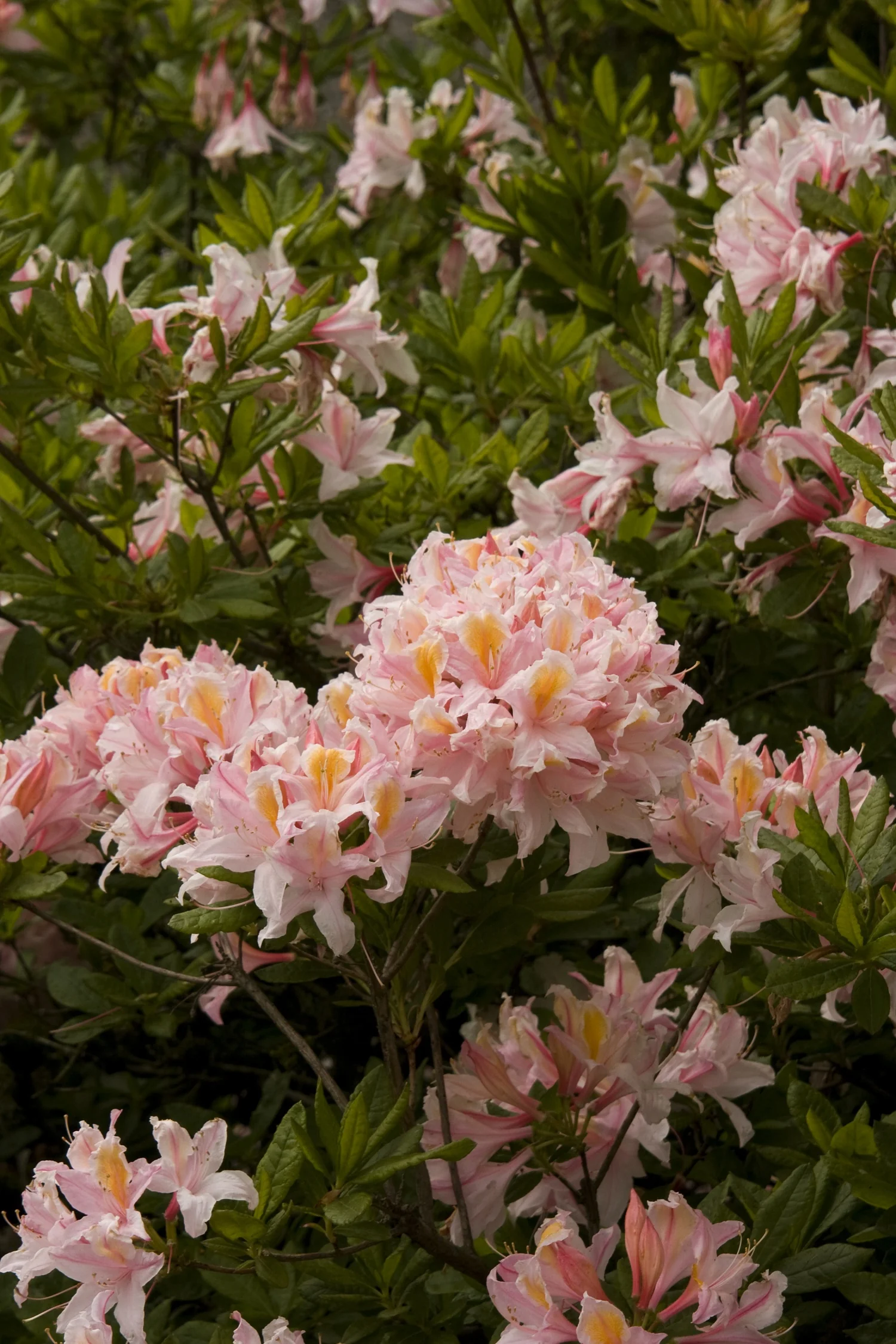 Close-up of Dawn's Chorus Azalea showing fully open, pale pink double flowers with yellow stamens clustered in rounded flower heads, surrounded by glossy dark green foliage, demonstrating peak bloom characteristics of this Exbury hybrid variety.