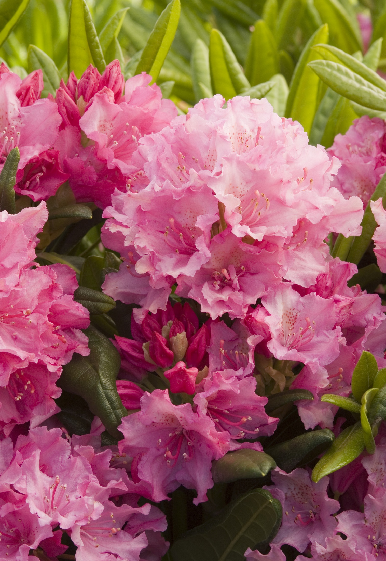Haaga Rhododendron, Rhododendron x 'Haaga' (H-1), Monrovia Plant