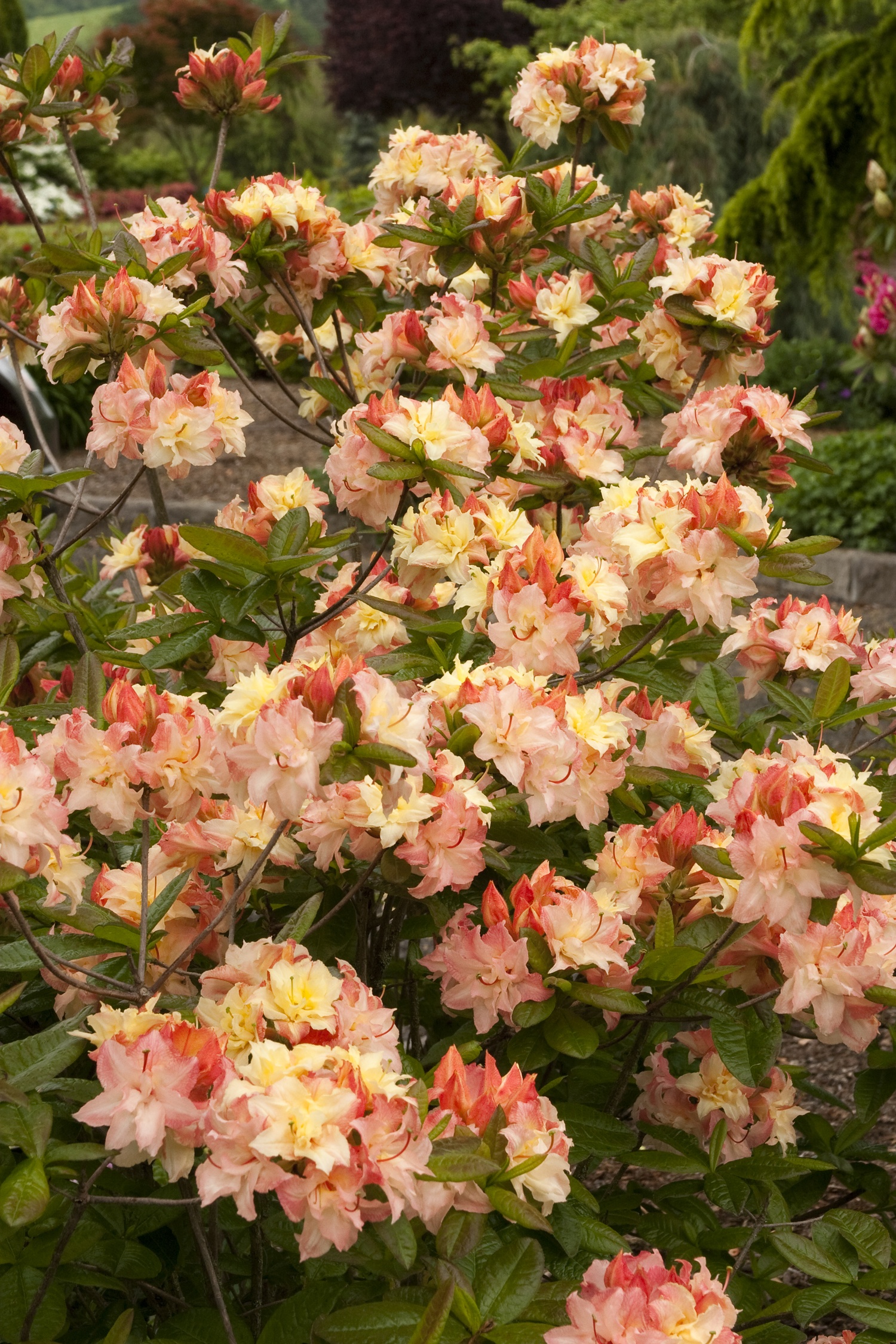 Cannon's Double Azalea, Azalea x 'Cannon's Double' (Exbury hybrid)