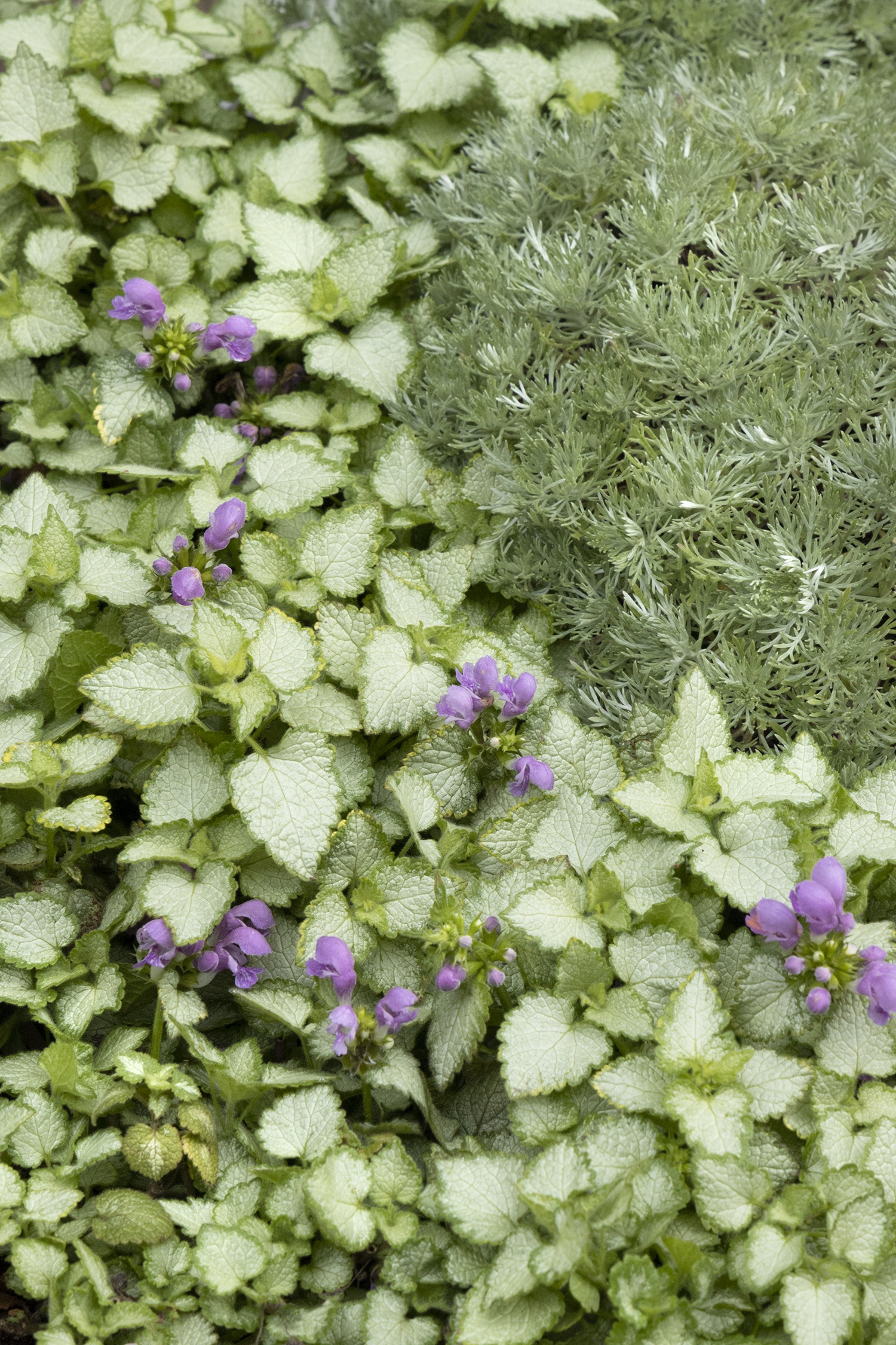 Orchid Frost Spotted Dead Nettle, Lamium maculatum 'Orchid Frost'