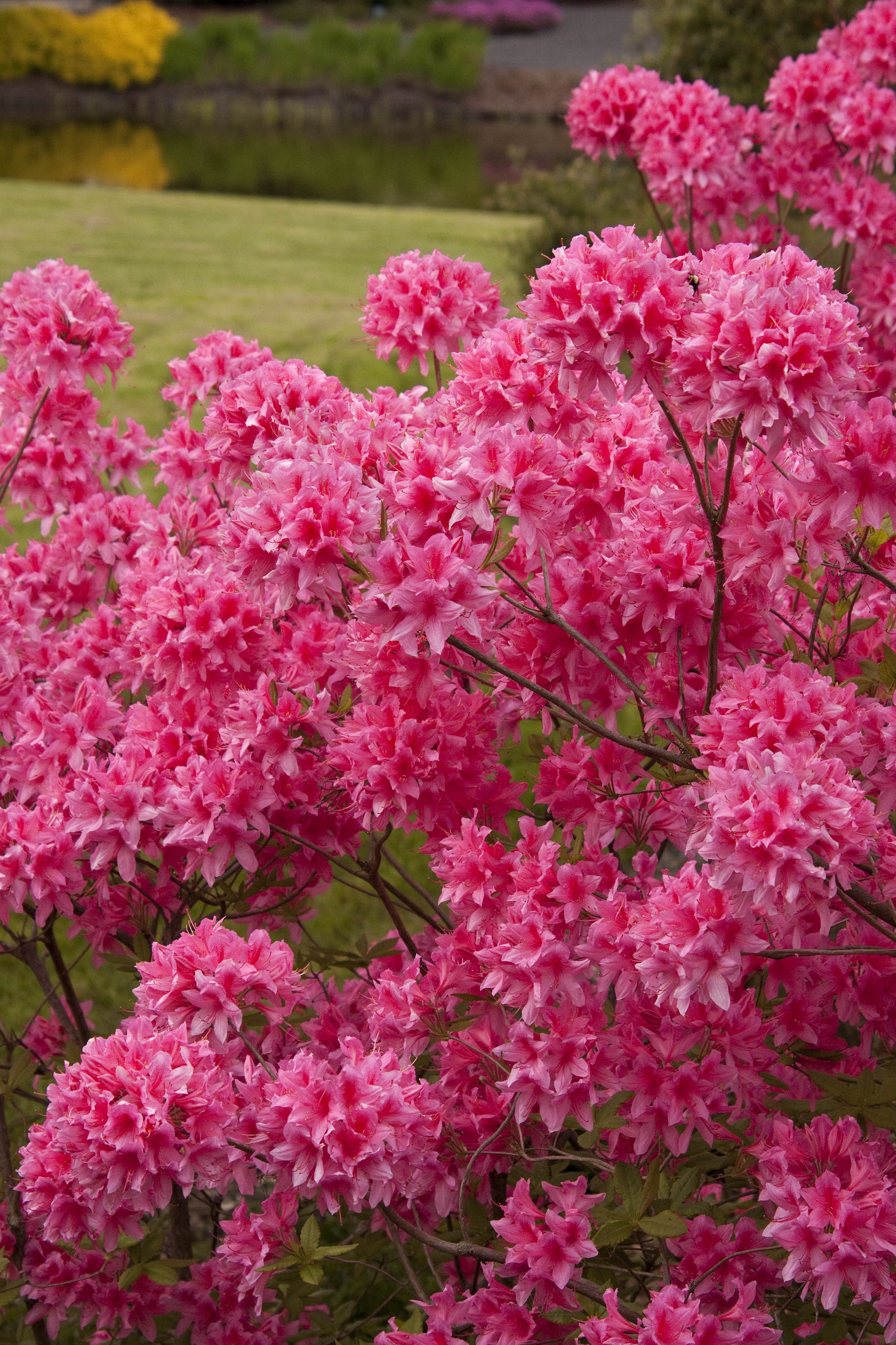 Rosy Lights Azalea, Azalea x 'Rosy Lights' (Northern Lights hybrid)
