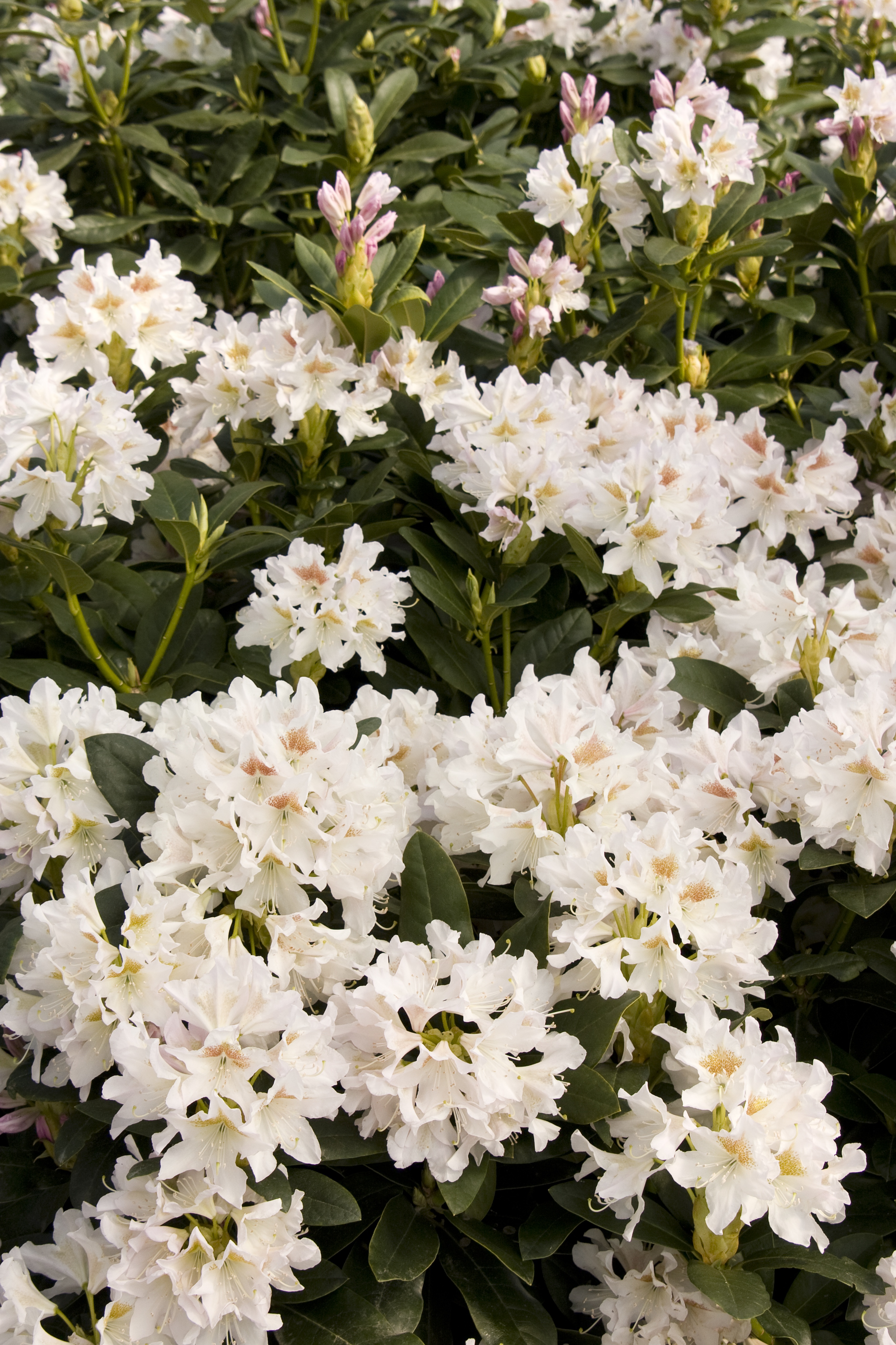 Cunningham's White Rhododendron, Rhododendron x 'Cunningham's White' (H-2)