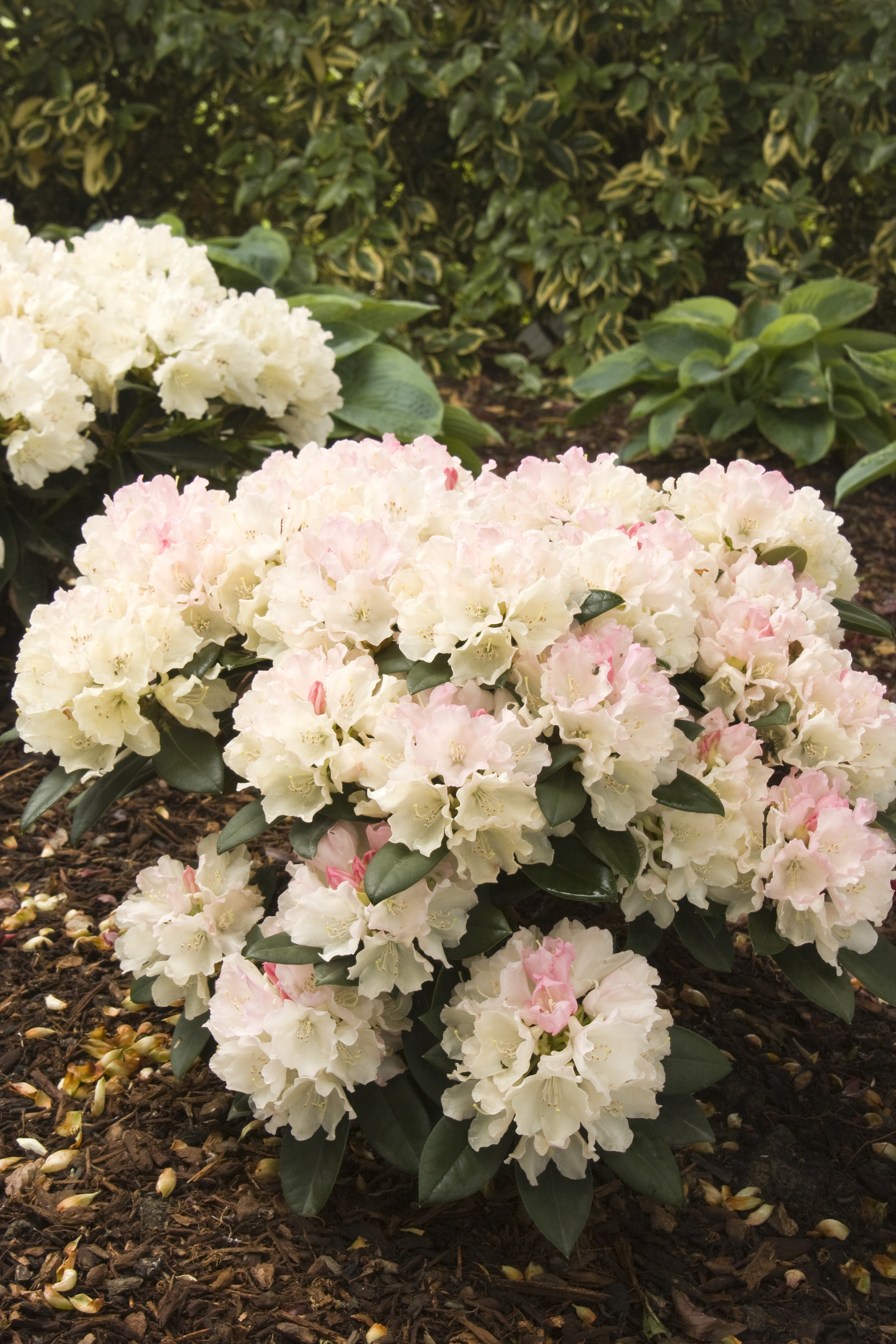 Dreamland Rhododendron, Rhododendron x 'Dreamland' (Yakushima hybrid) (H-3)