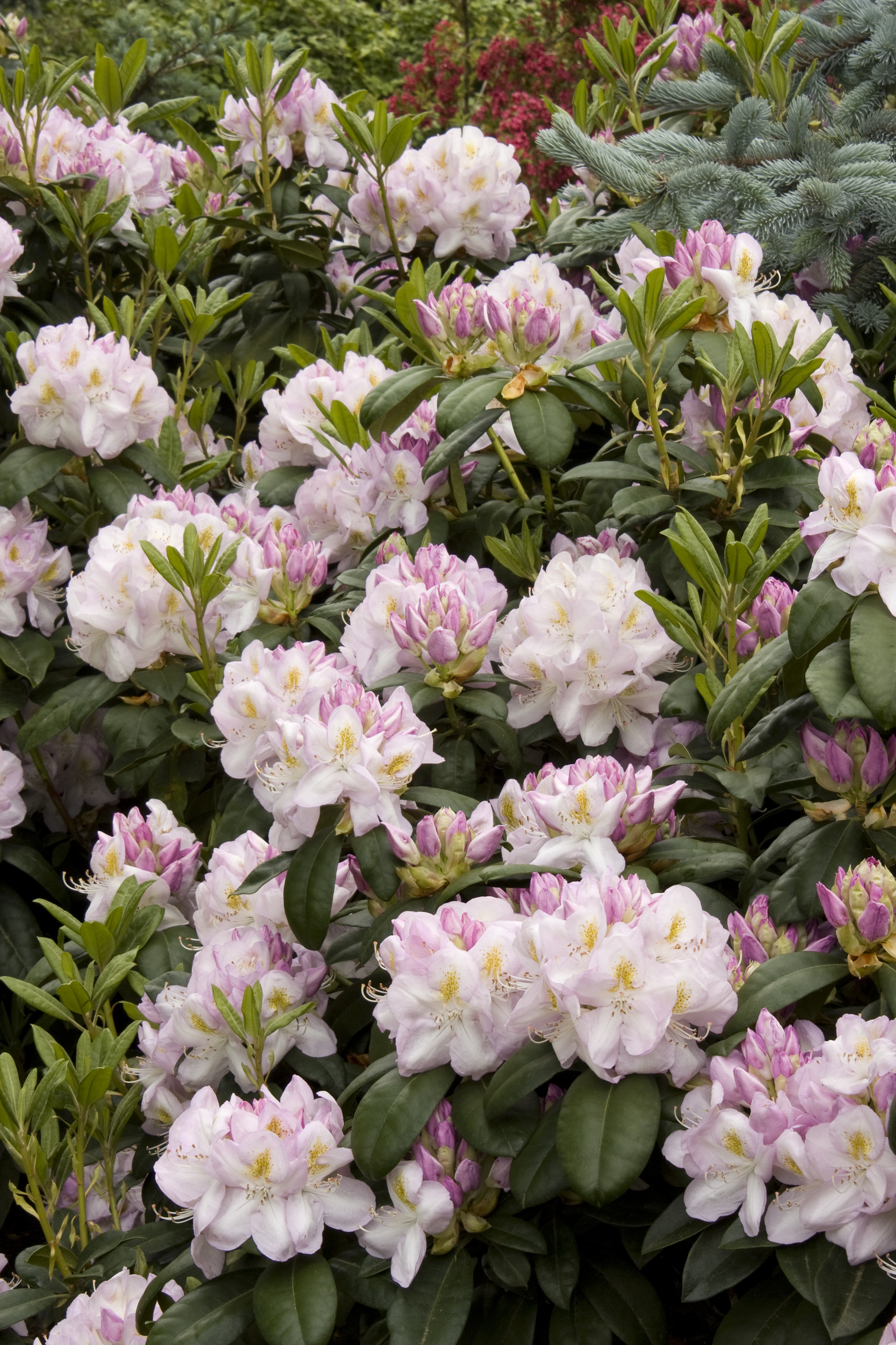 Gomer Waterer Rhododendron, Rhododendron x 'Gomer Waterer' (H-2)