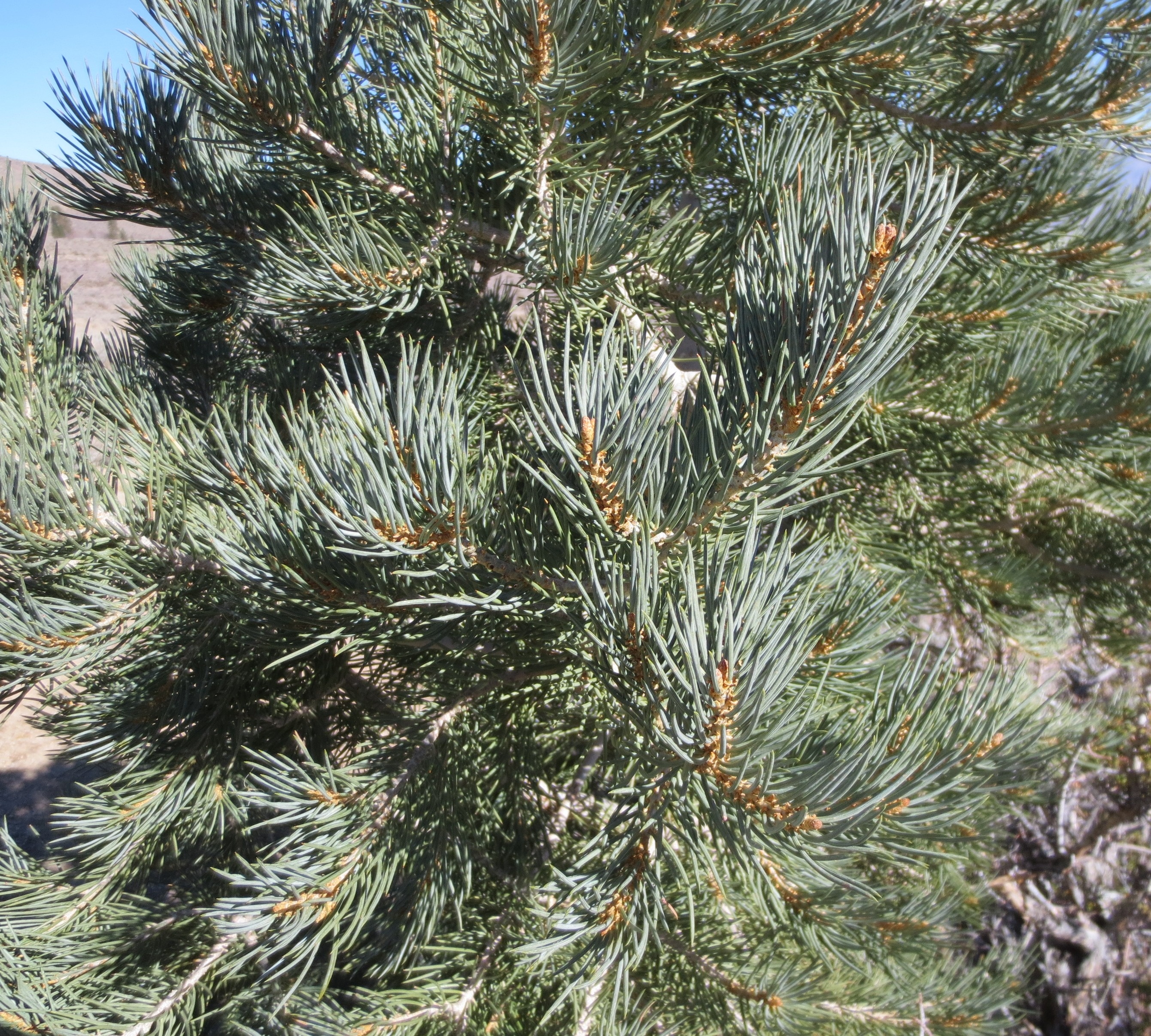 Monrovia Singleleaf Pinyon - Thumbnail 4