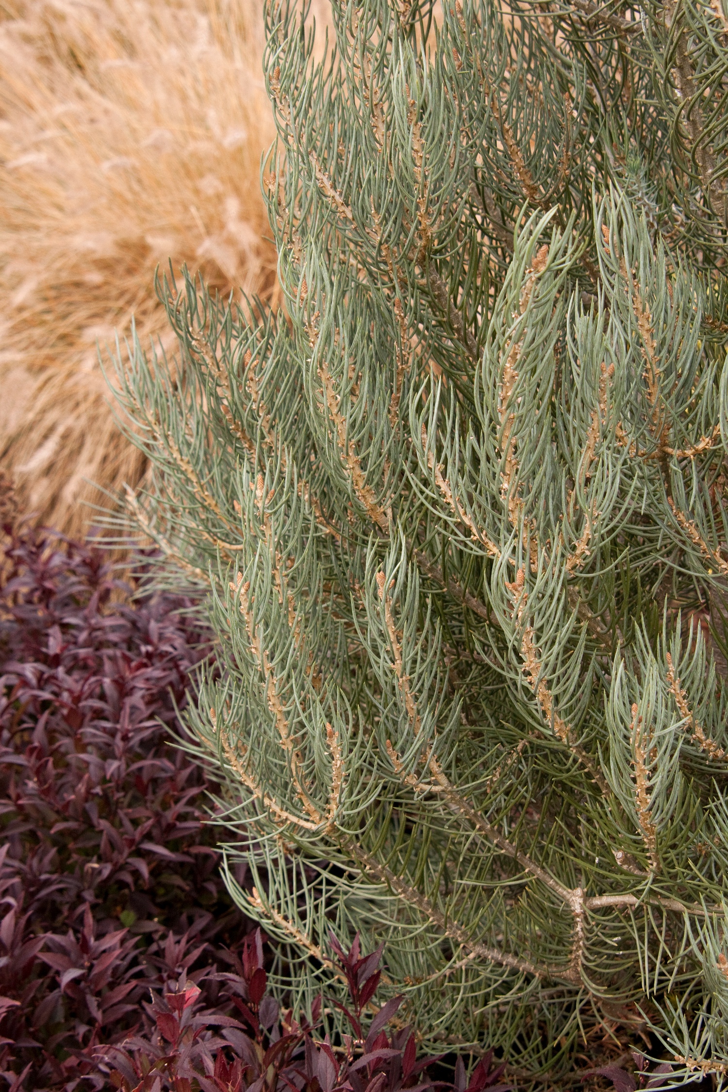 Monrovia Singleleaf Pinyon