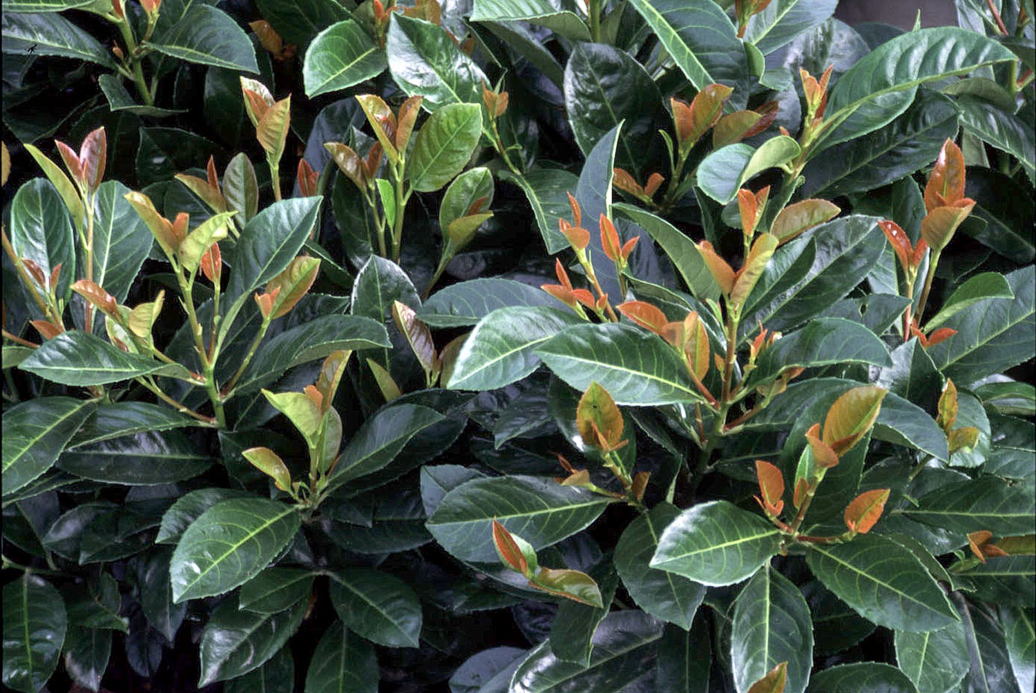 großer olivenbaum kaufen Olivenbaum 'Lorc' – Olea europaea – 180 cm kaufen – Luna's Leaf Co main image 0