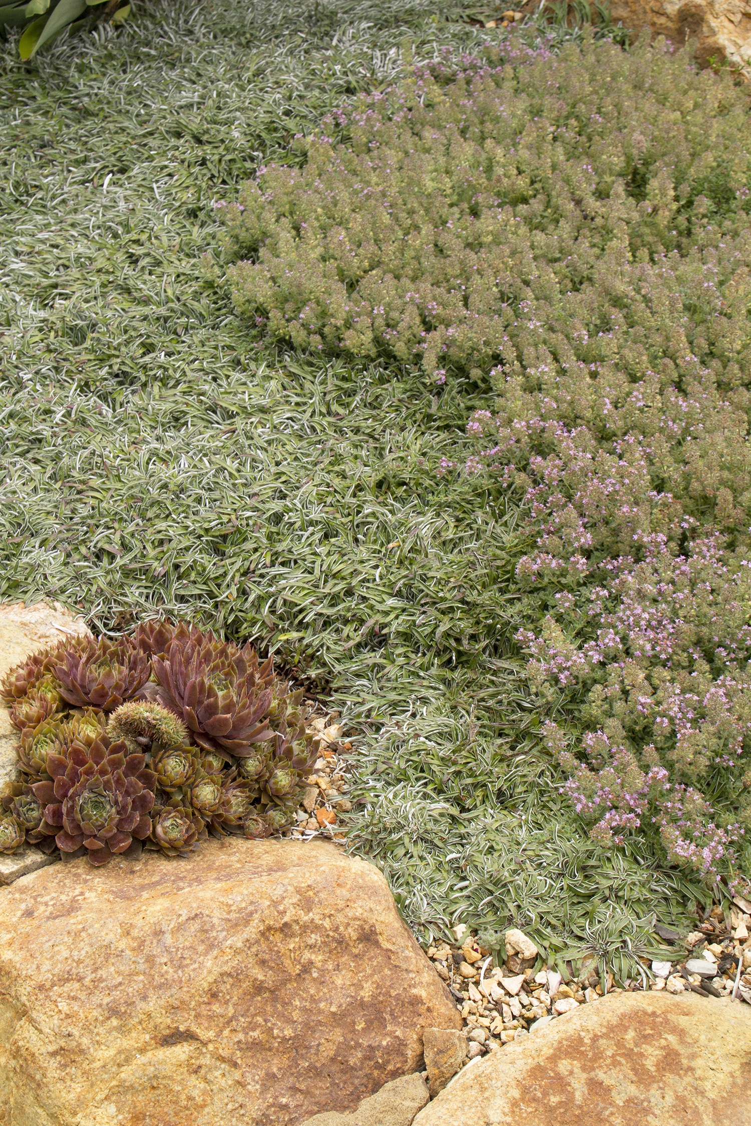 Woolly Thyme, Thymus pseudolanuginosus, Monrovia Plant
