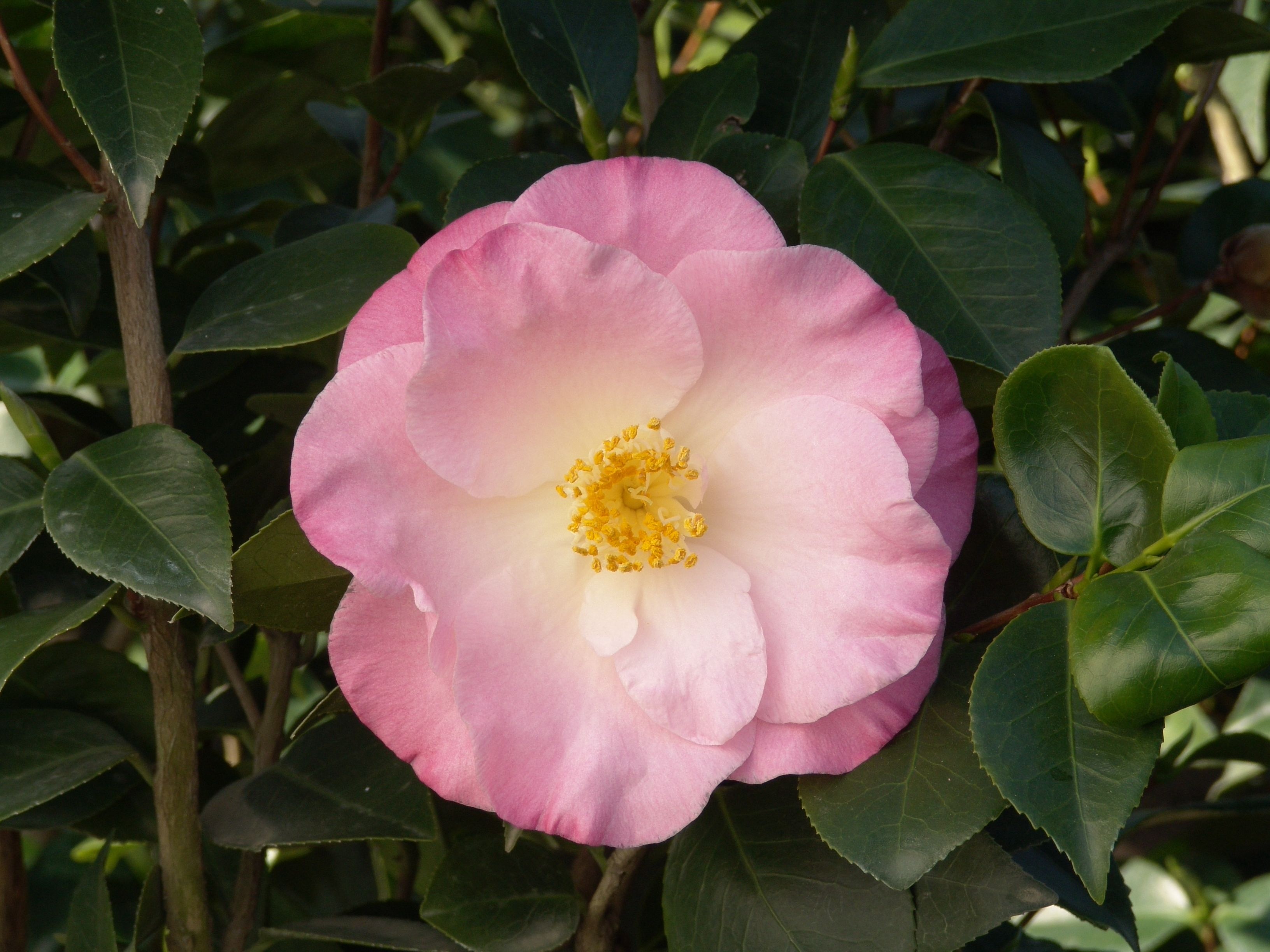 April Remembered Ice Angels® Camellia, Monrovia Plant