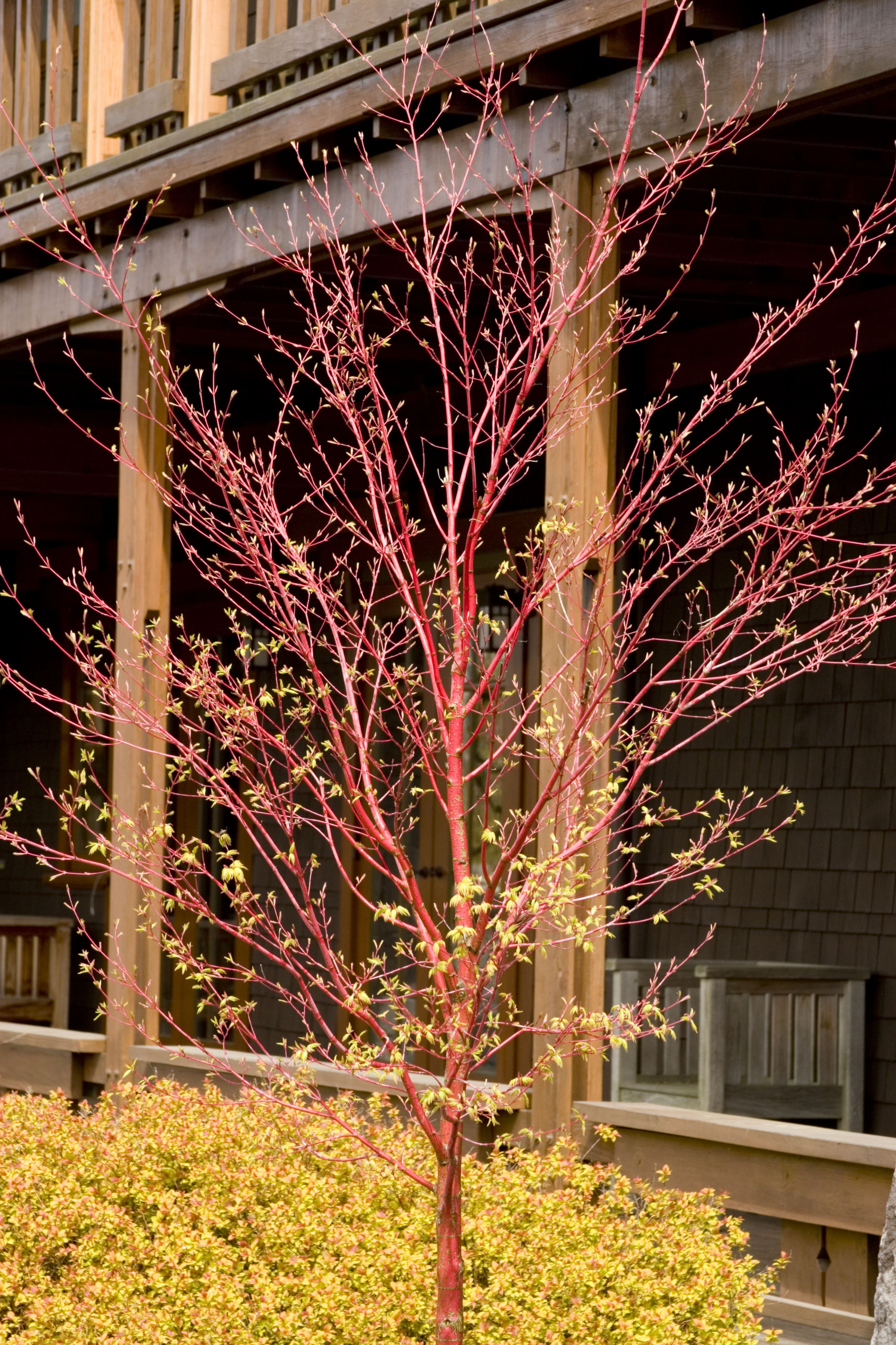 Monrovia Coral Bark Japanese Maple - Thumbnail 2