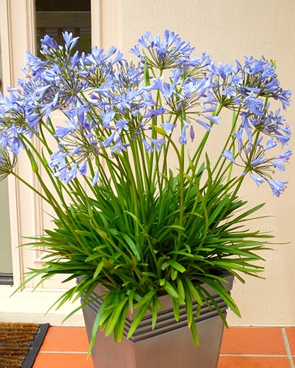 Blue Storm Agapanthus, Agapanthus praecox subsp. orientalis 'ATIBlu'