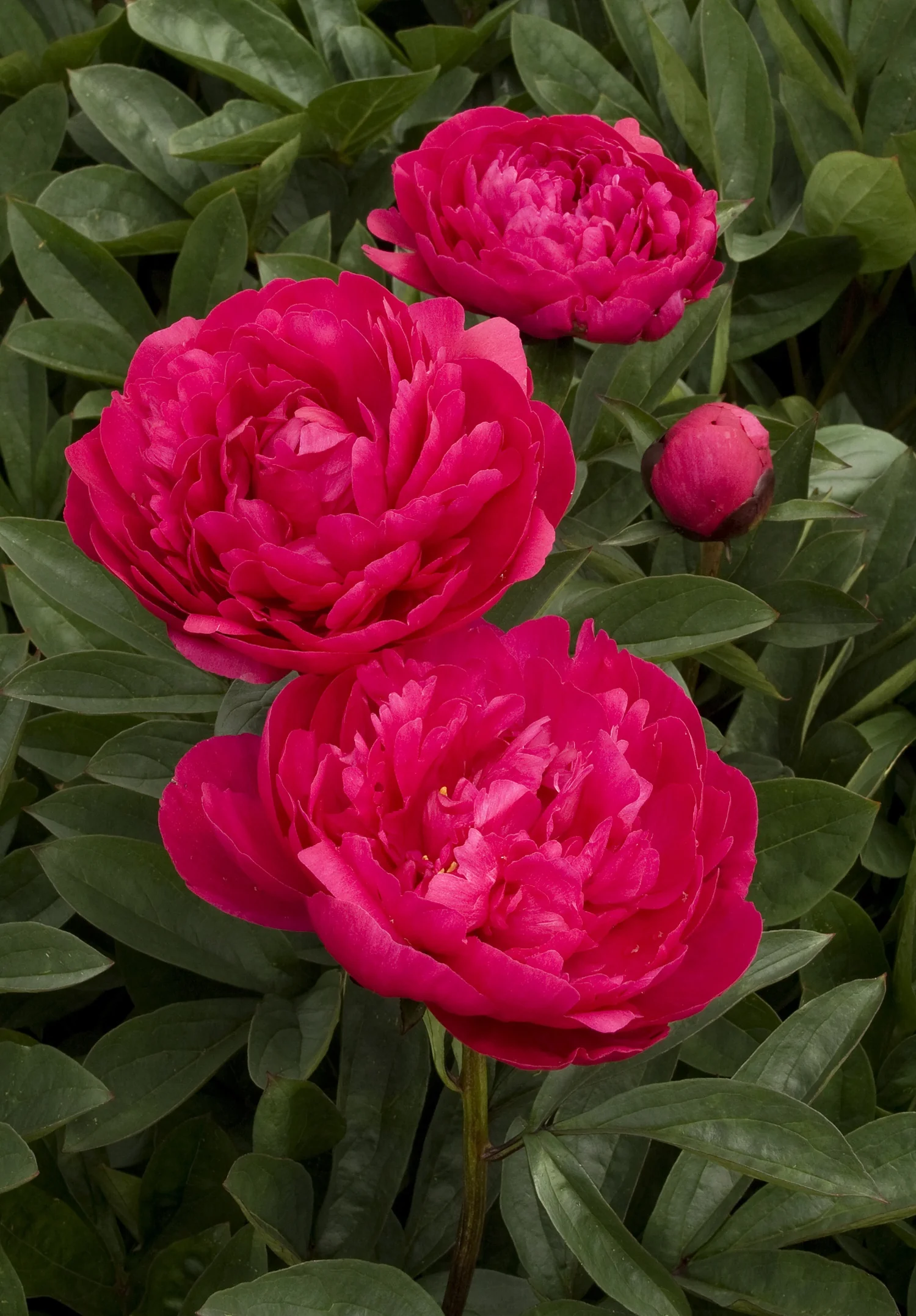 Vibrant magenta double peony flowers with densely layered petals in full bloom, surrounded by lush green foliage, displaying the full, ruffled flower form characteristic of Paeonia lactiflora 'Kansas'.