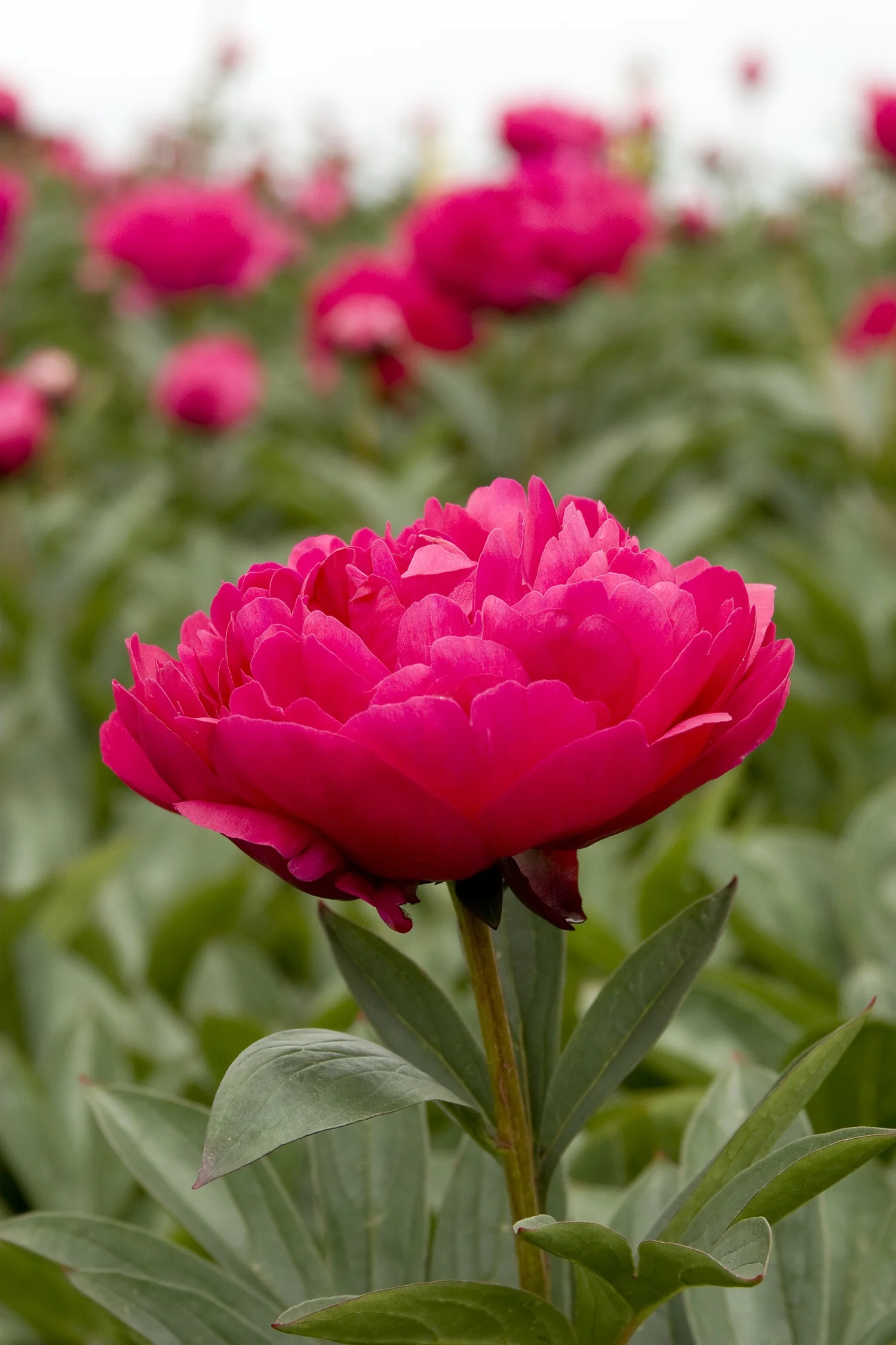 Close-up of a fully bloomed magenta-pink peony flower with densely layered petals, showing lush green foliage and unopened buds in soft focus behind, demonstrating the full double bloom form of Paeonia lactiflora 'Kansas'.