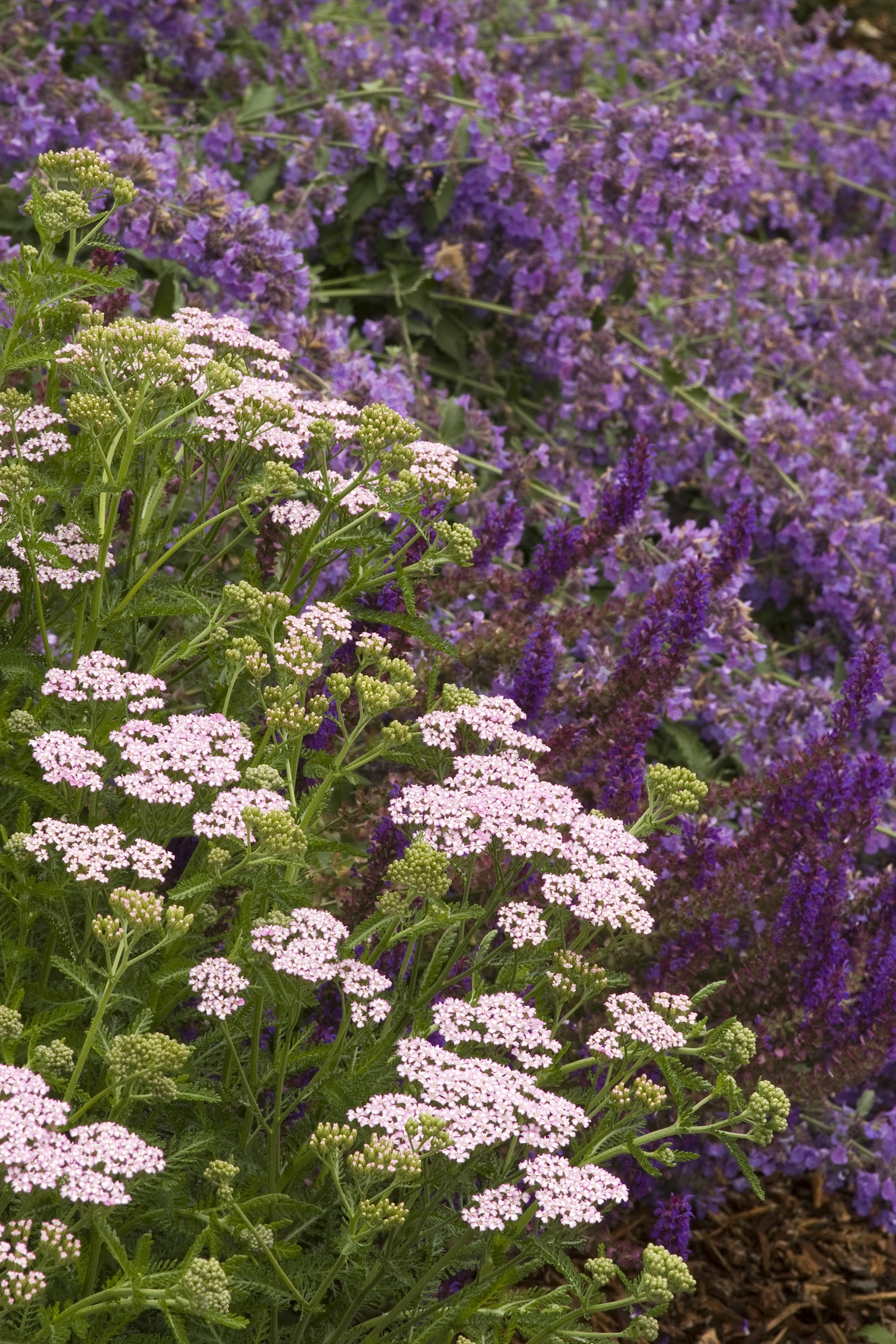 Walker's Low Catmint, Nepeta x faassenii 'Walker's Low', Monrovia