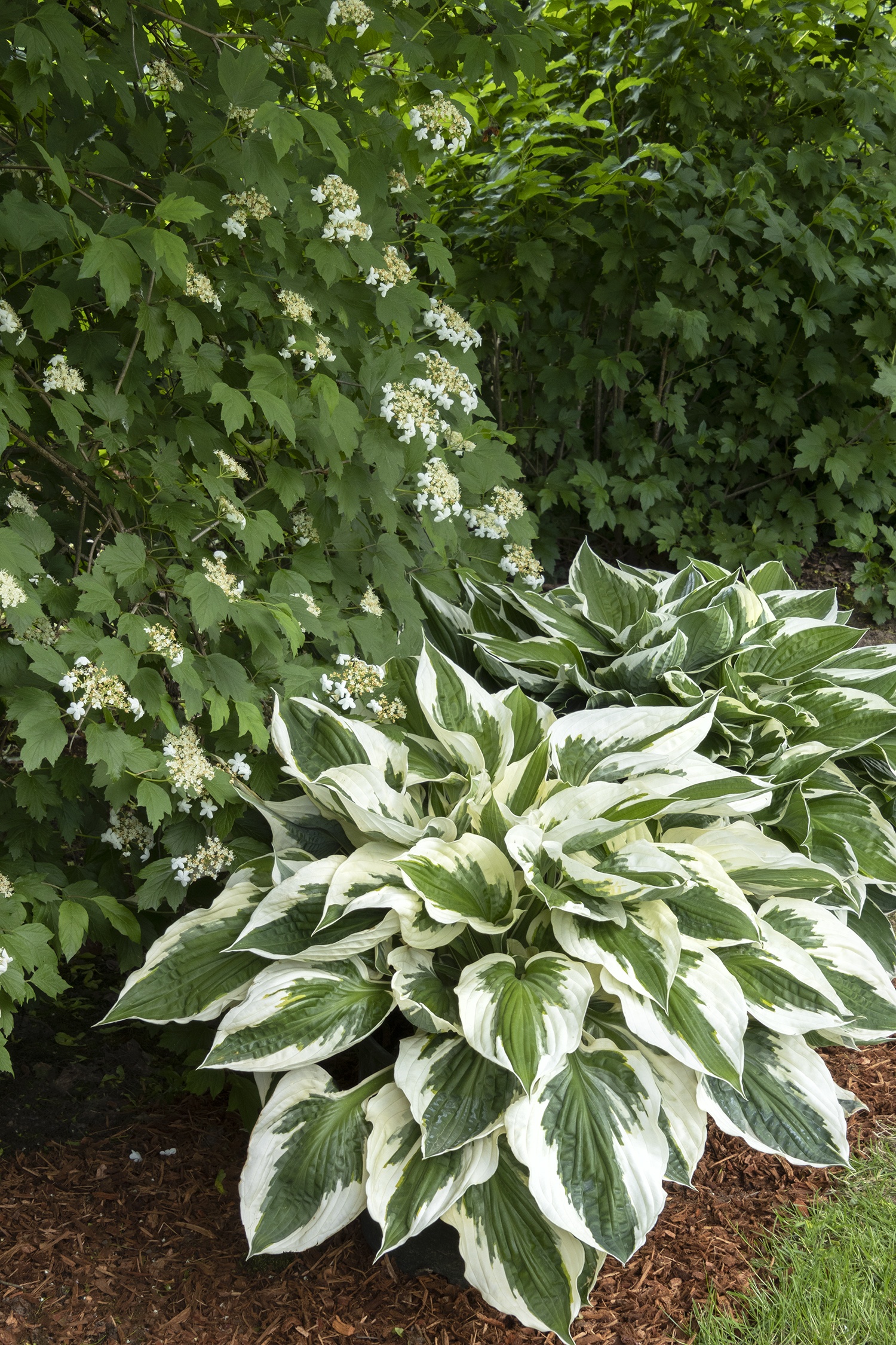 Monrovia Patriot Hosta - Thumbnail 4
