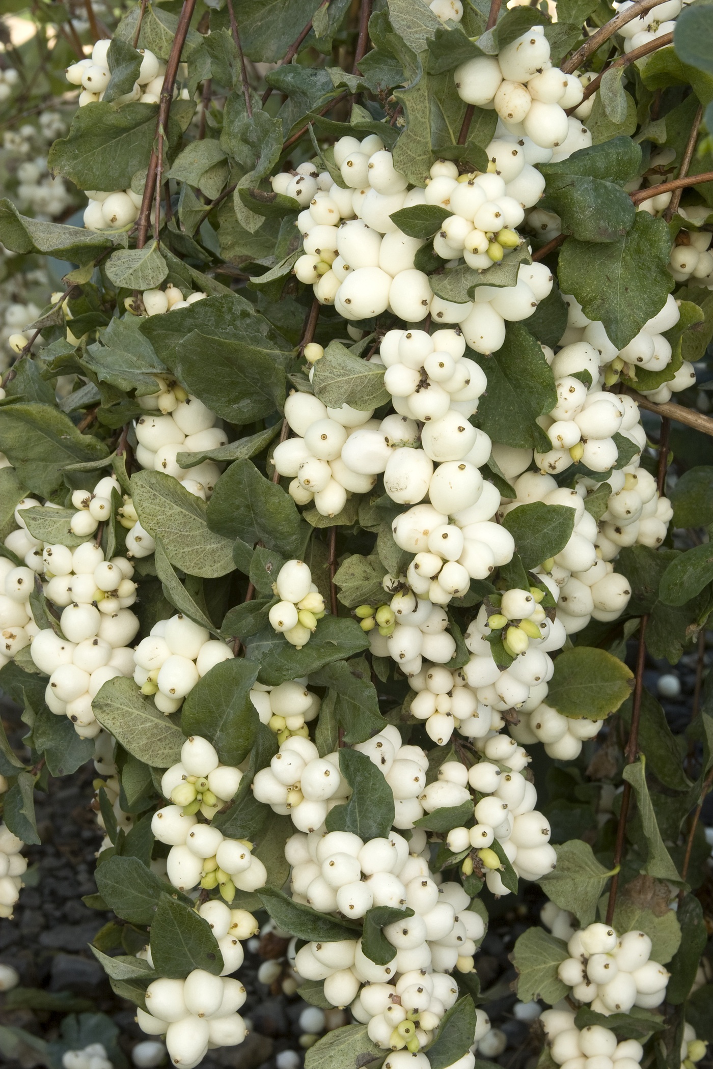 Bright Fantasy™ Snowberry, Symphoricarpos hybrid 'Bokrabright'