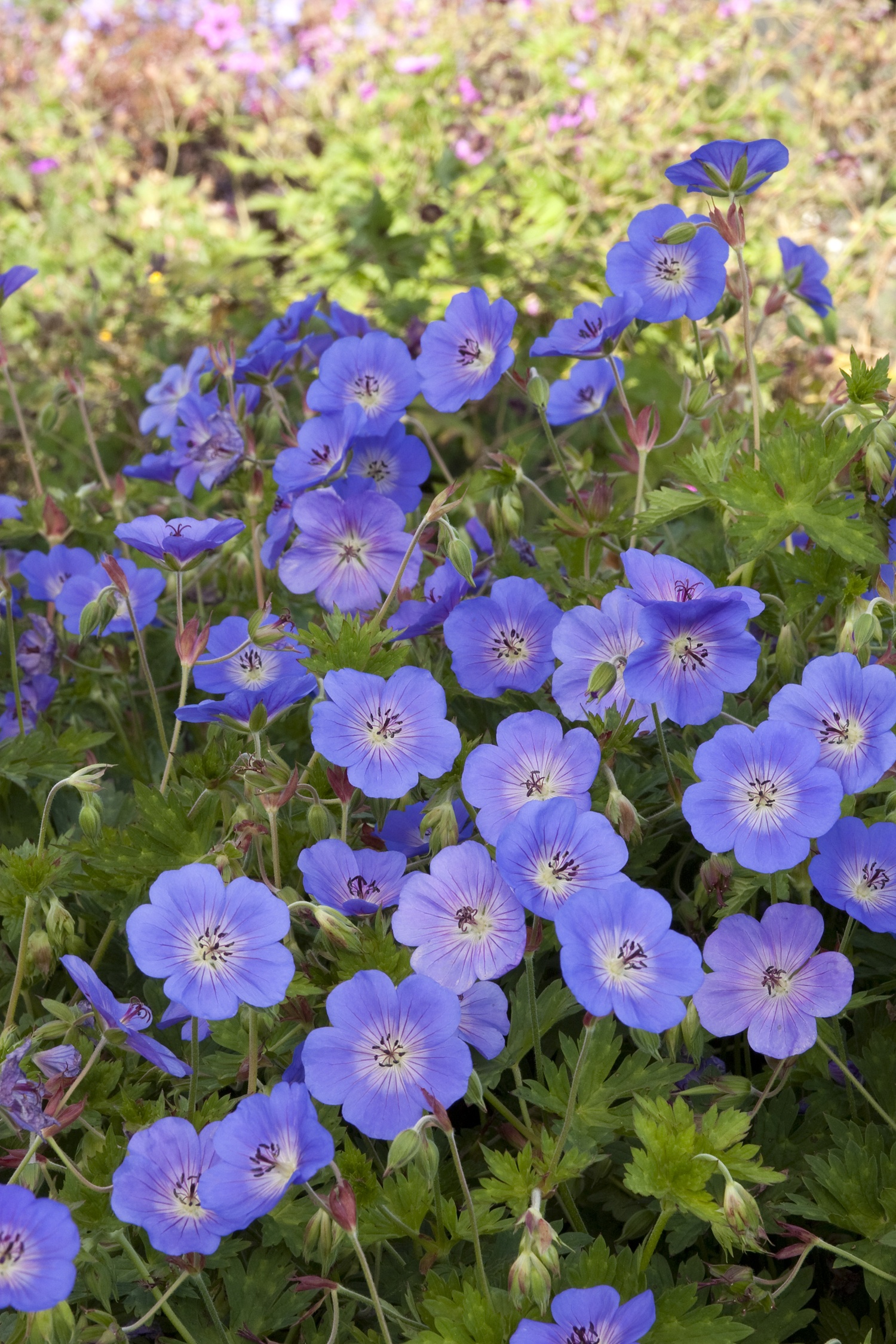 Rozanne Cranesbill, Geranium x 'Rozanne', Monrovia Plant