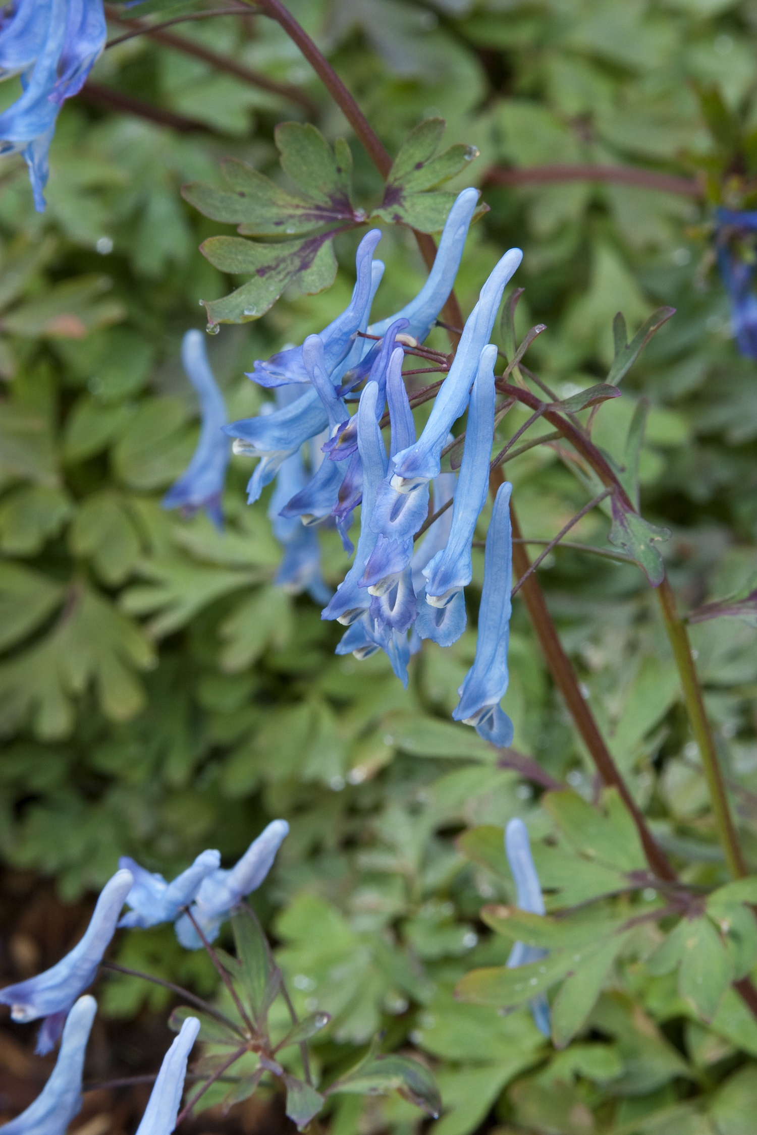 China Blue Corydalis, Corydalis flexuosa 'China Blue', Monrovia Plant