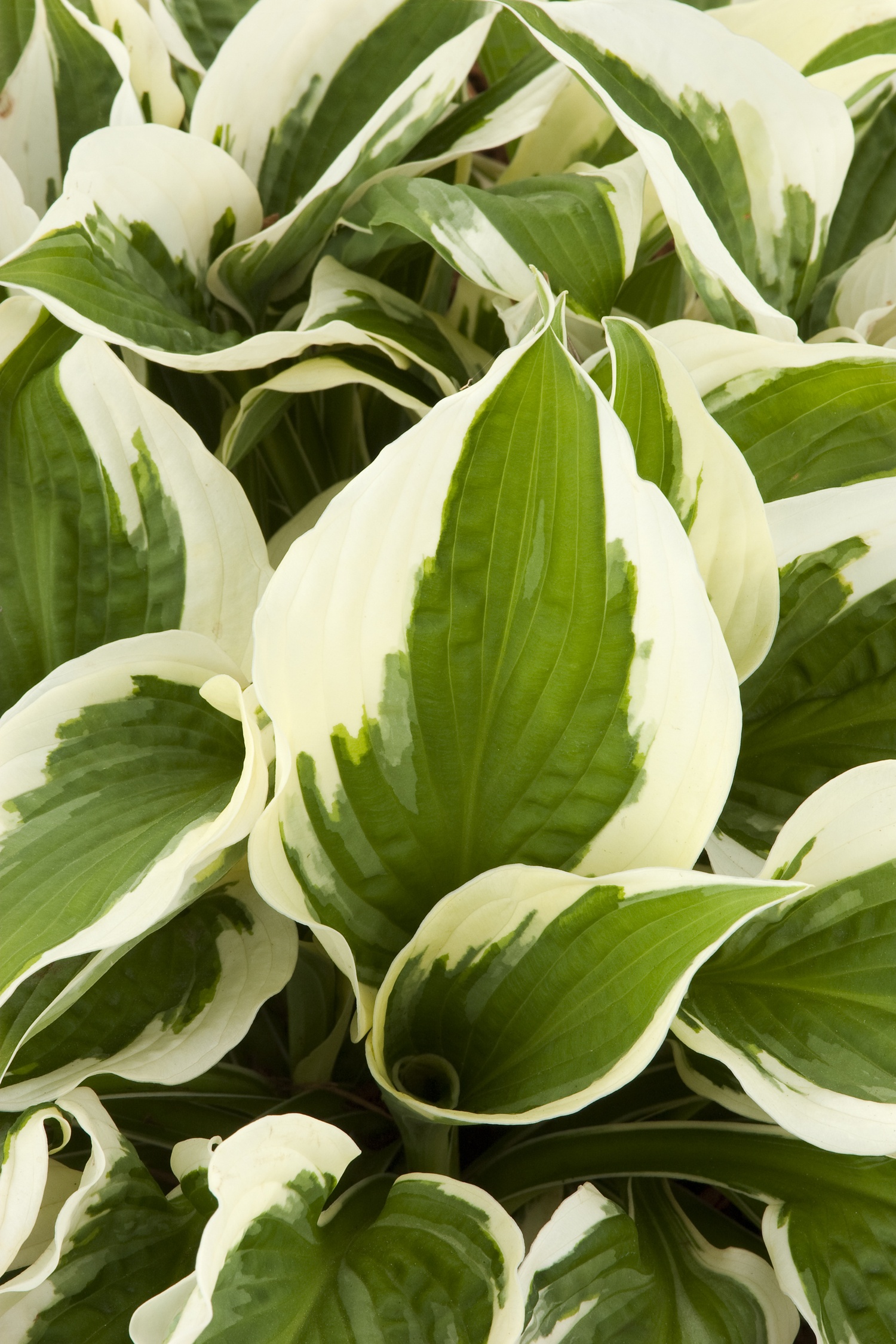 Monrovia Patriot Hosta - Thumbnail 3