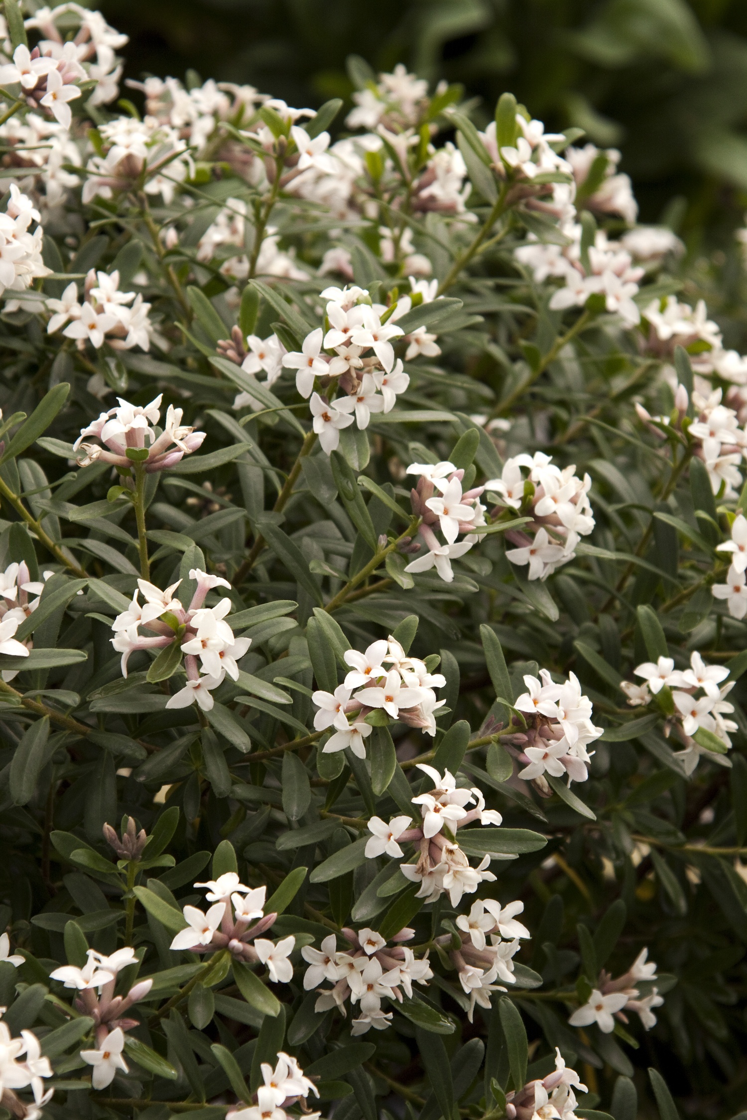 Eternal Fragrance Daphne, Daphne x transatlantica 'BLAFRA' PP #18,361