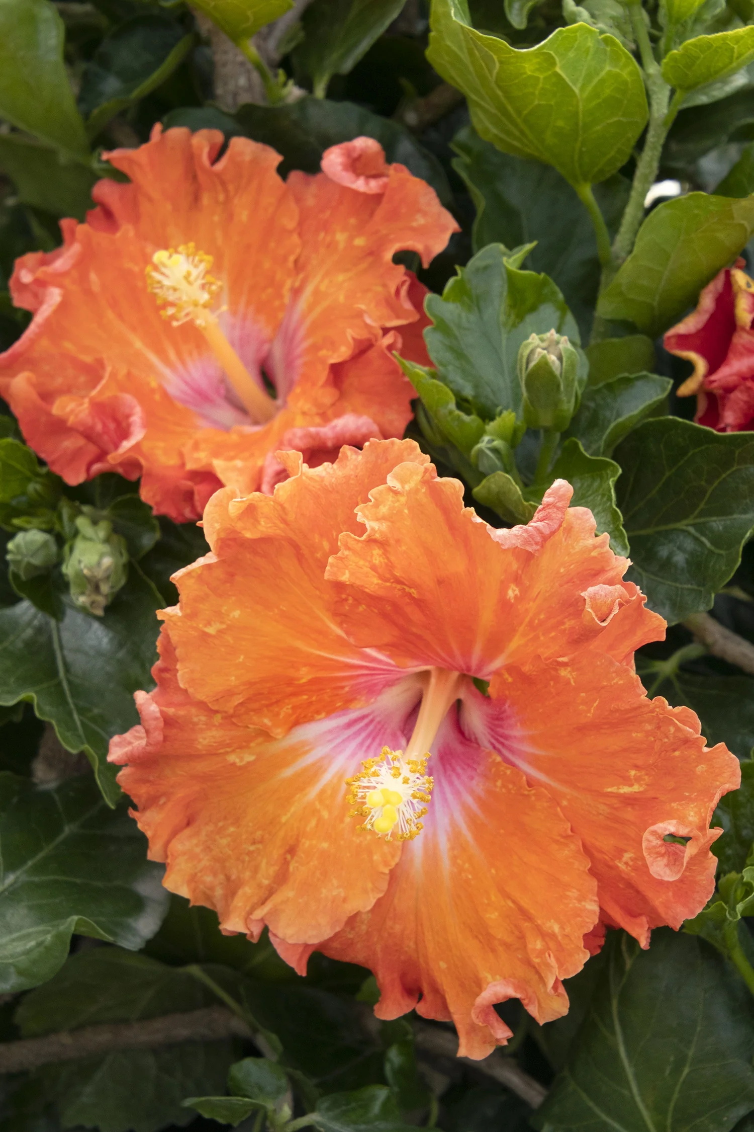 Close-up of Hibiscus rosa-sinensis 'Fiesta' displaying two large open blooms with ruffled orange petals, magenta-pink throat, and prominent yellow stamens, surrounded by green foliage and unopened buds, showing the flower's full coloring and form.