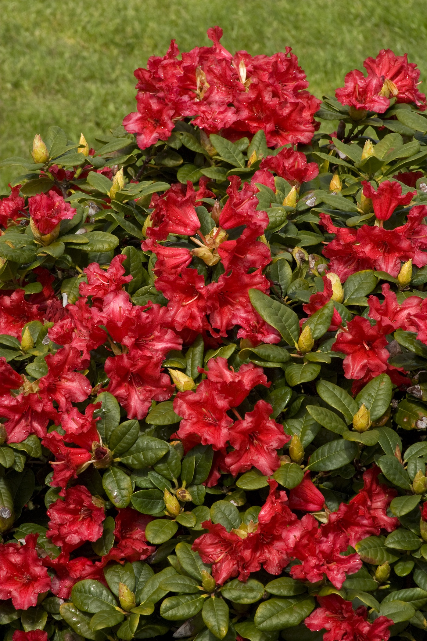 Scarlet Wonder Dwarf Rhododendron, Rhododendron x 'Scarlet Wonder' (H-2)