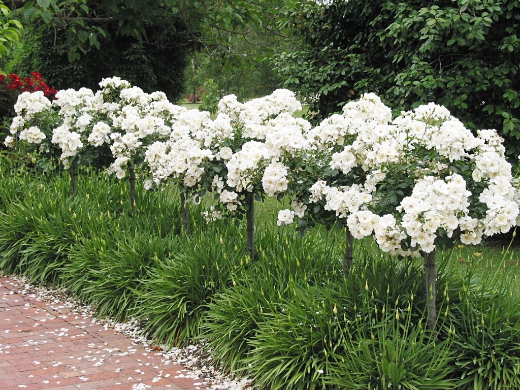 Monrovia Flower Carpet Rose - Thumbnail 3