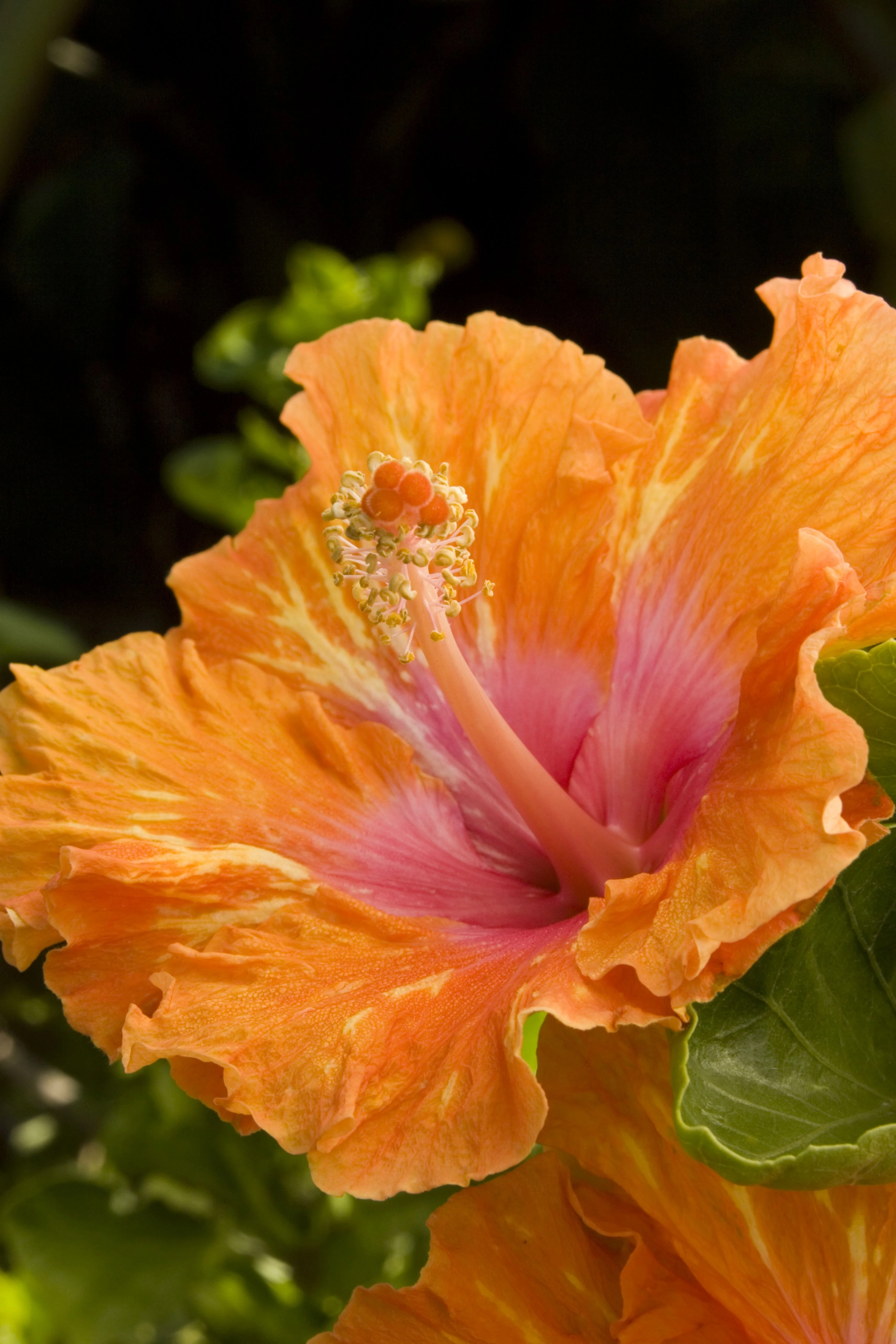 Close-up of Fiesta Hibiscus (Hibiscus rosa-sinensis 'Fiesta') bloom with orange petals that deepen to pink and red toward the center, featuring a prominent yellow stamen cluster. Green foliage and buds visible in soft focus background, showing the flower's full open form and color gradient.