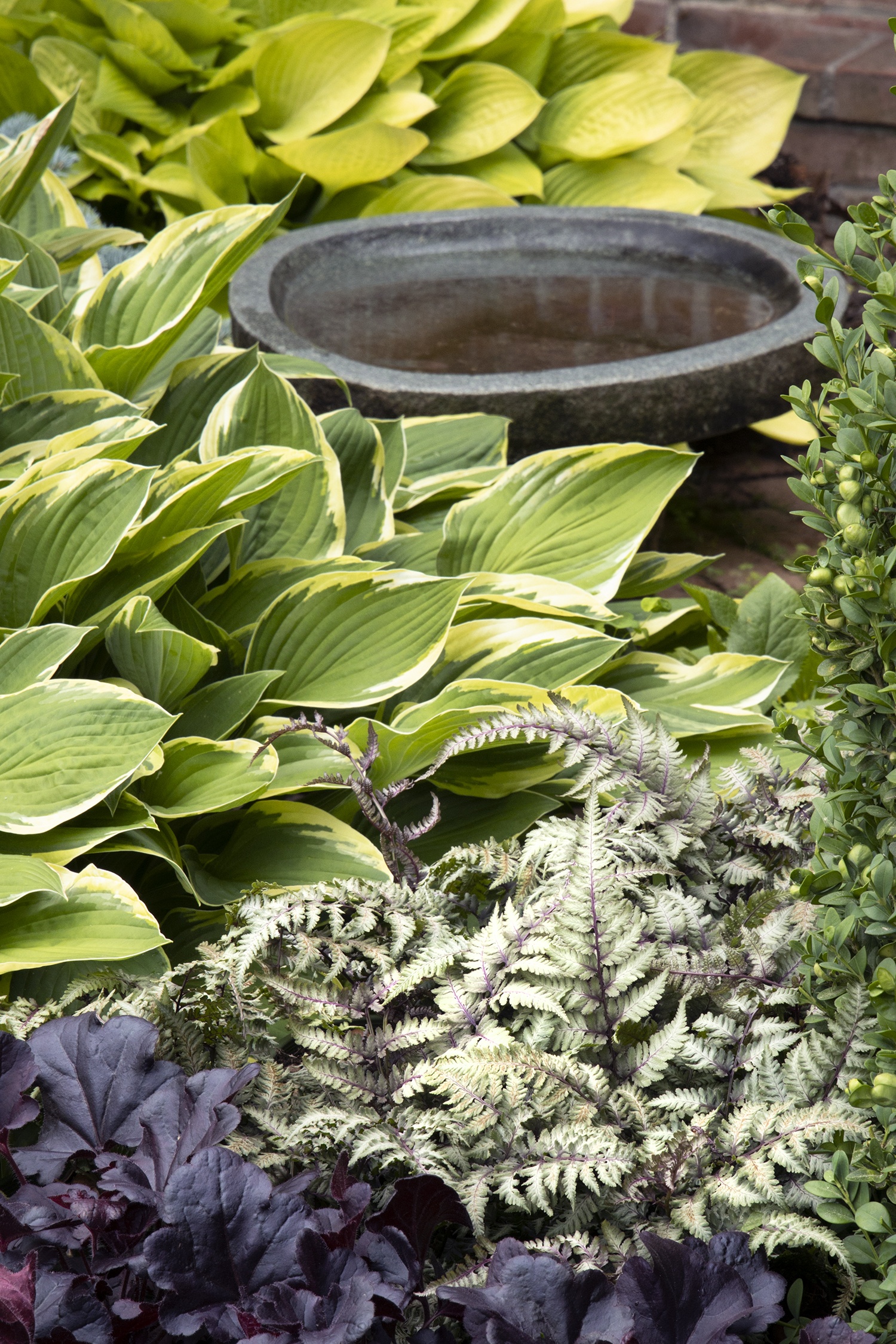 Pewter Lace Painted Fern, Athyrium niponicum 'Pewter Lace