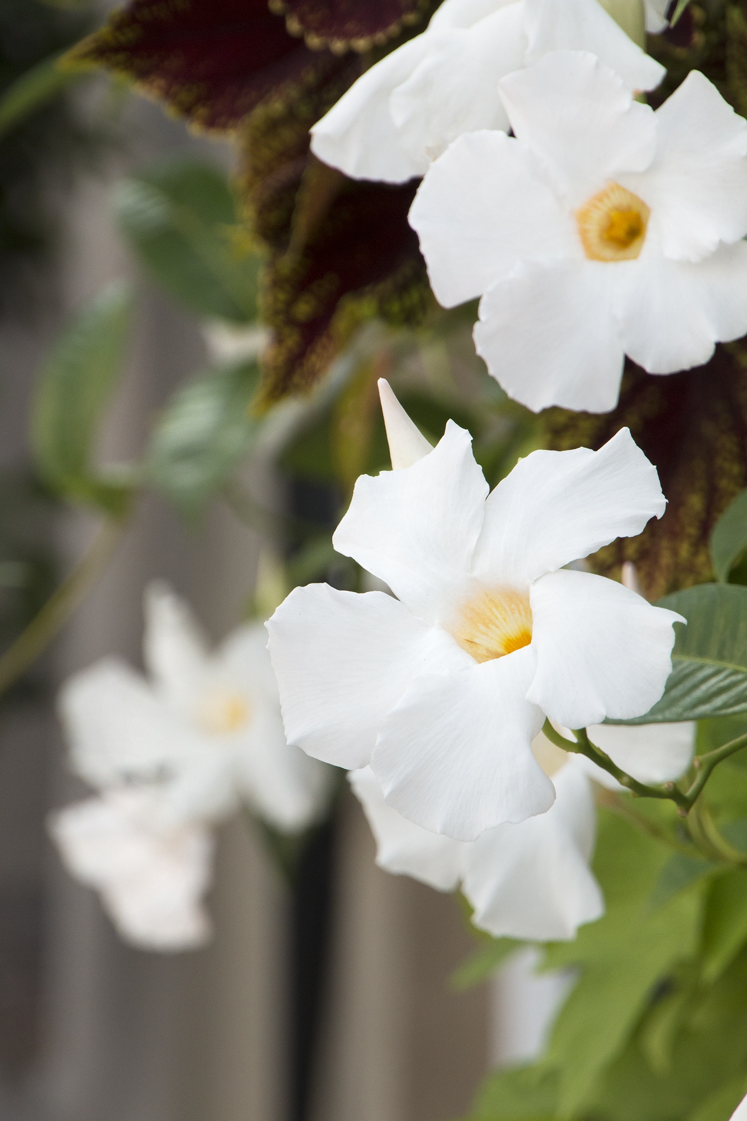 Sun Parasol® White Mandevilla, Mandevilla x 'Sunparacoho' PP #22,695
