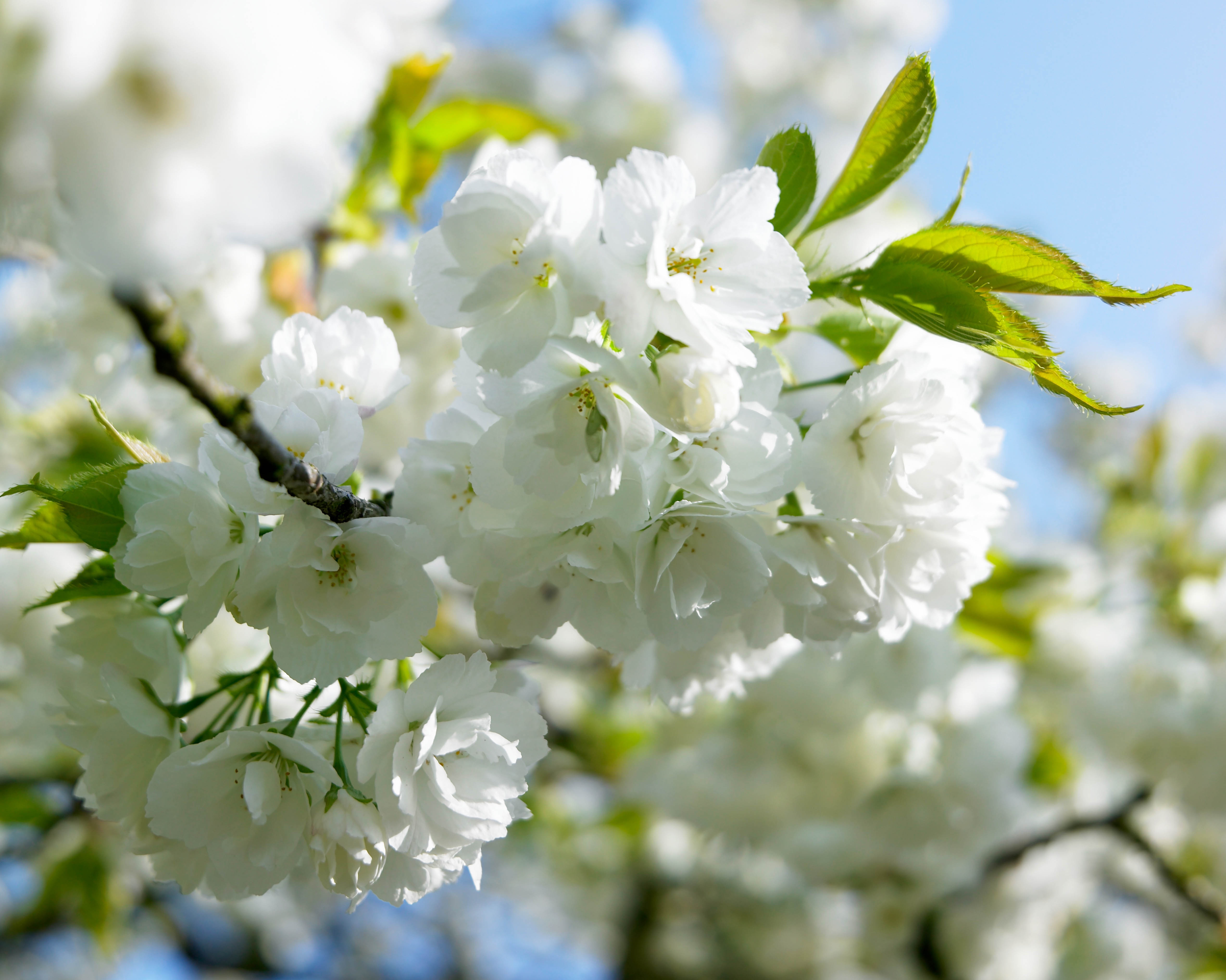 Angel's Blush® Flowering Cherry, Prunus serrulata 'Taizo