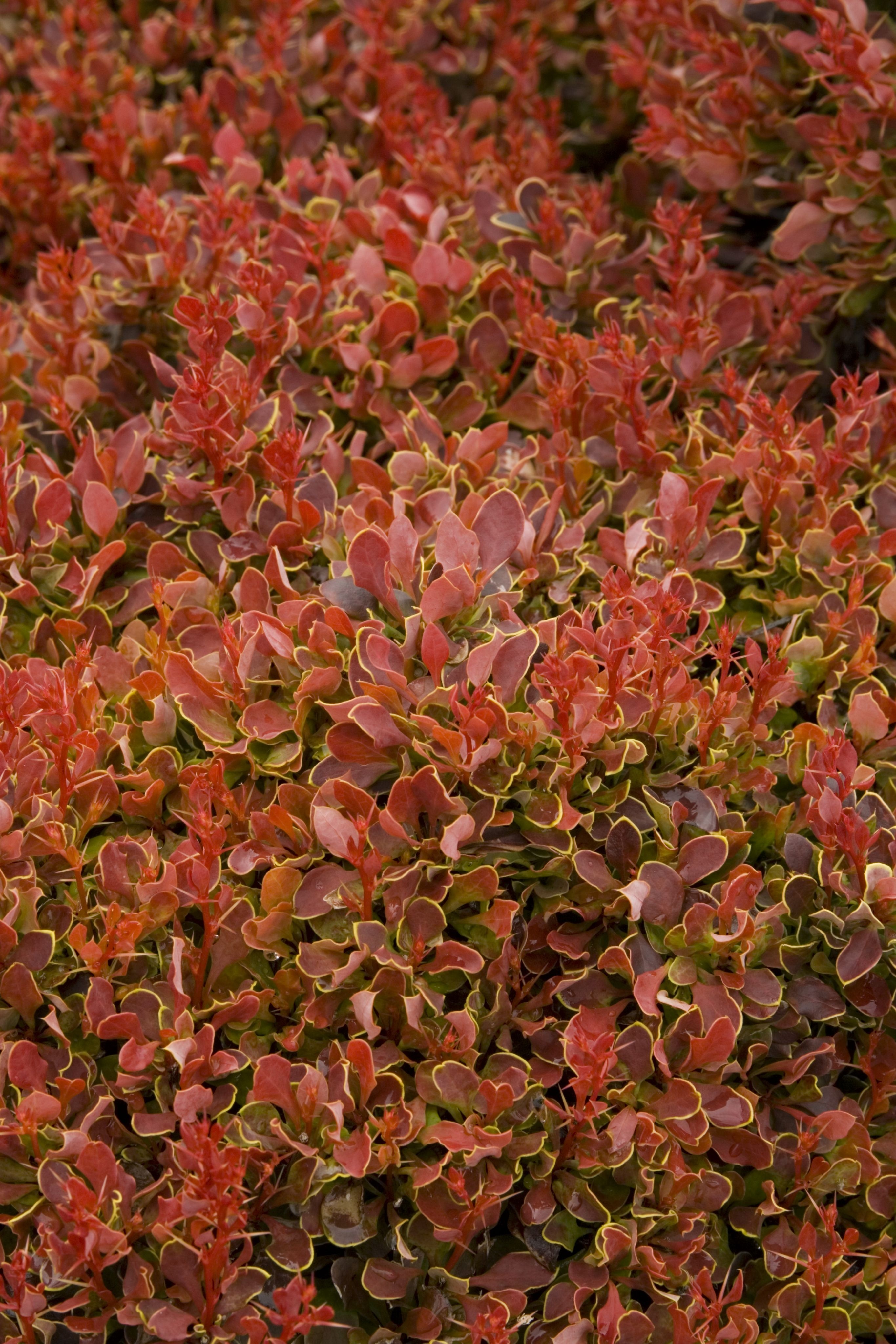 butterfly plants Orange Butterfly Milkweed Plant Sets