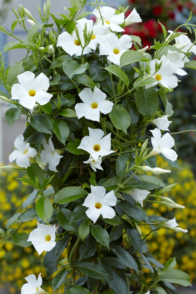 Sun Parasol® White Mandevilla, Mandevilla x 'Sunparacoho' PP #22,695