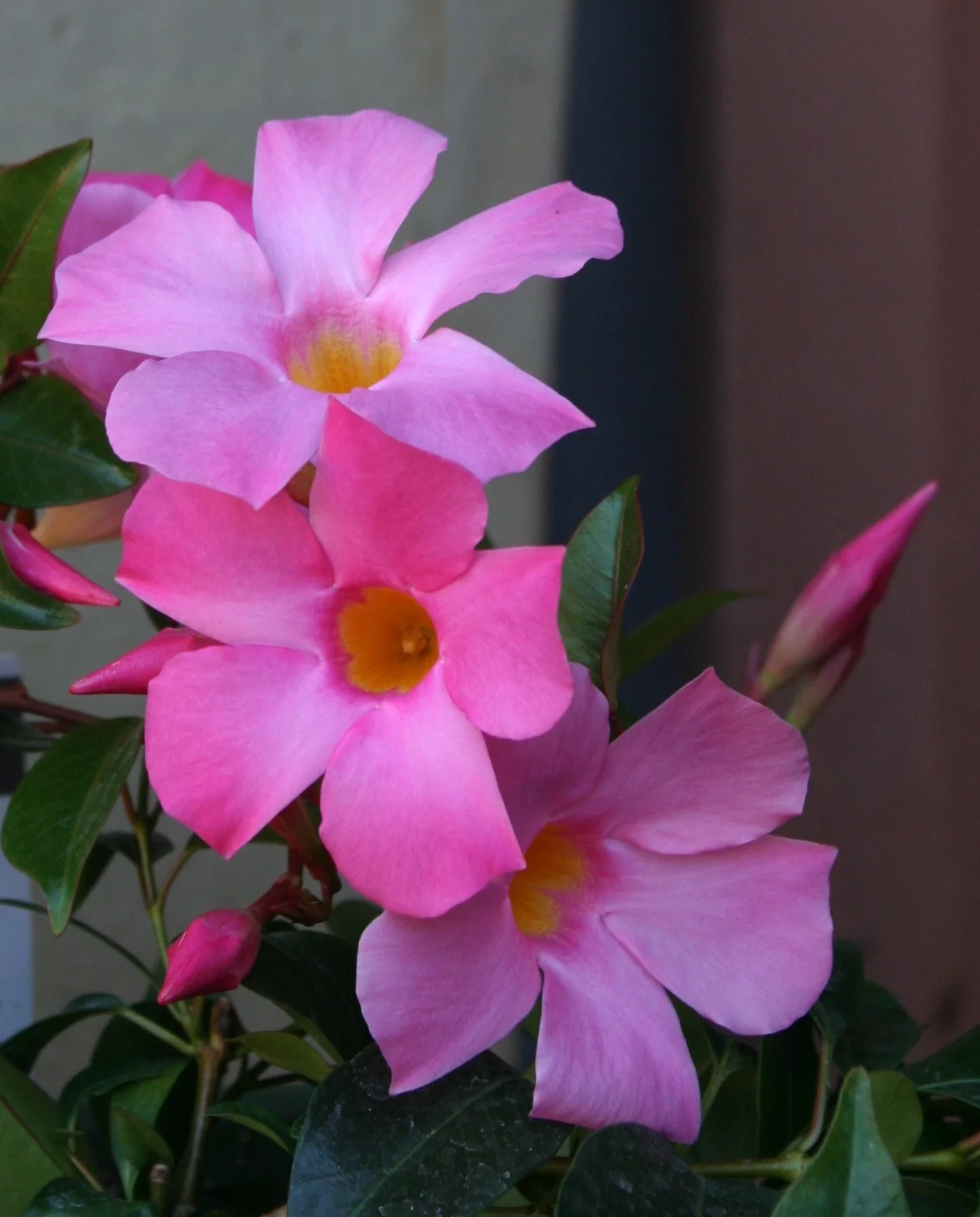 Close-up of Sun Parasol® Pretty Pink Mandevilla (Mandevilla x 'Sunparaprero') showing multiple pink five-petaled flowers with golden yellow centers and green foliage, displaying the blooms and buds that characterize this flowering vine variety.