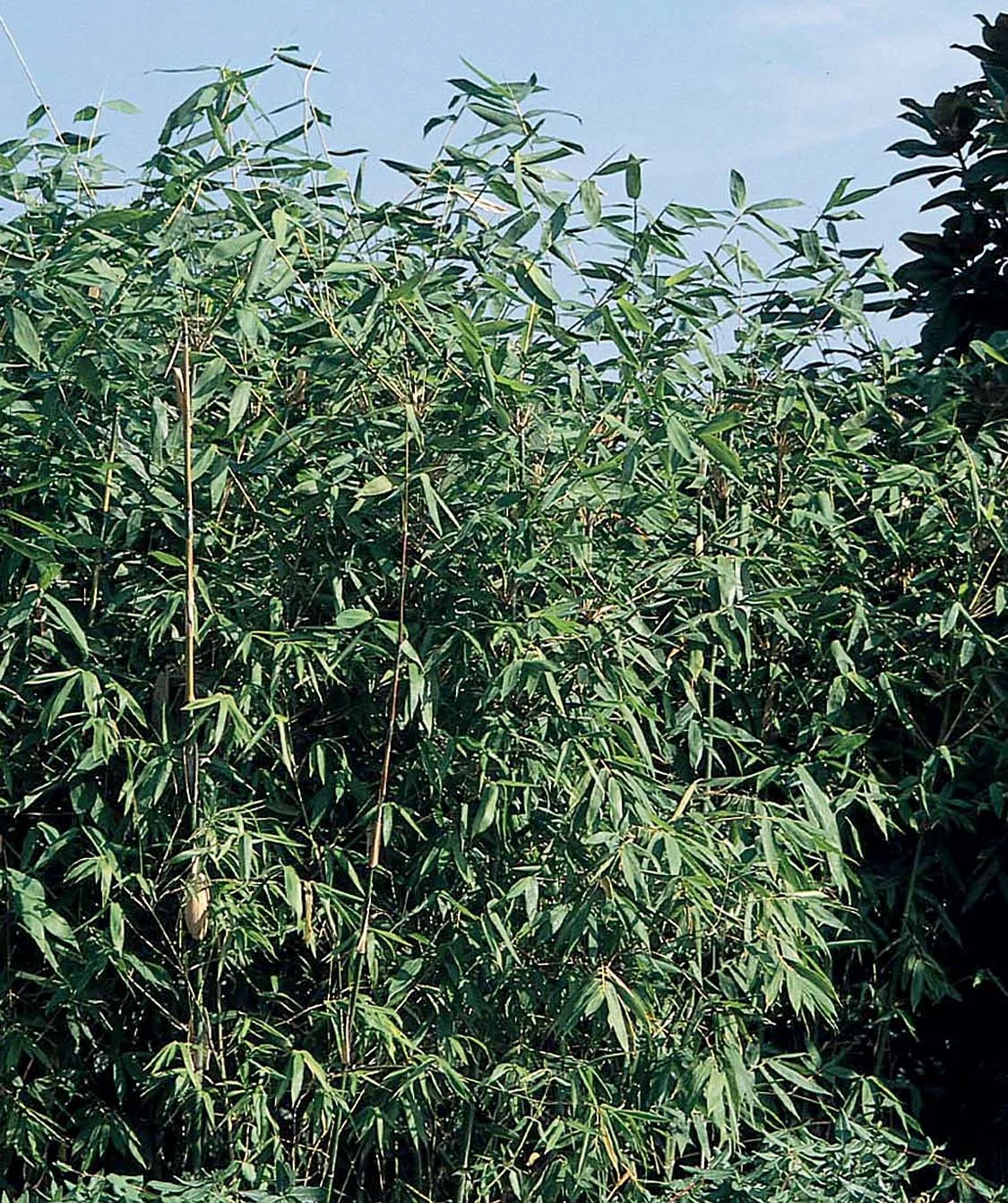 Giant Timber Bamboo (Bambusa oldhamii) displaying tall, upright green culms with narrow lance-shaped leaves in a dense landscape planting, showing mature height and full canopy spread.