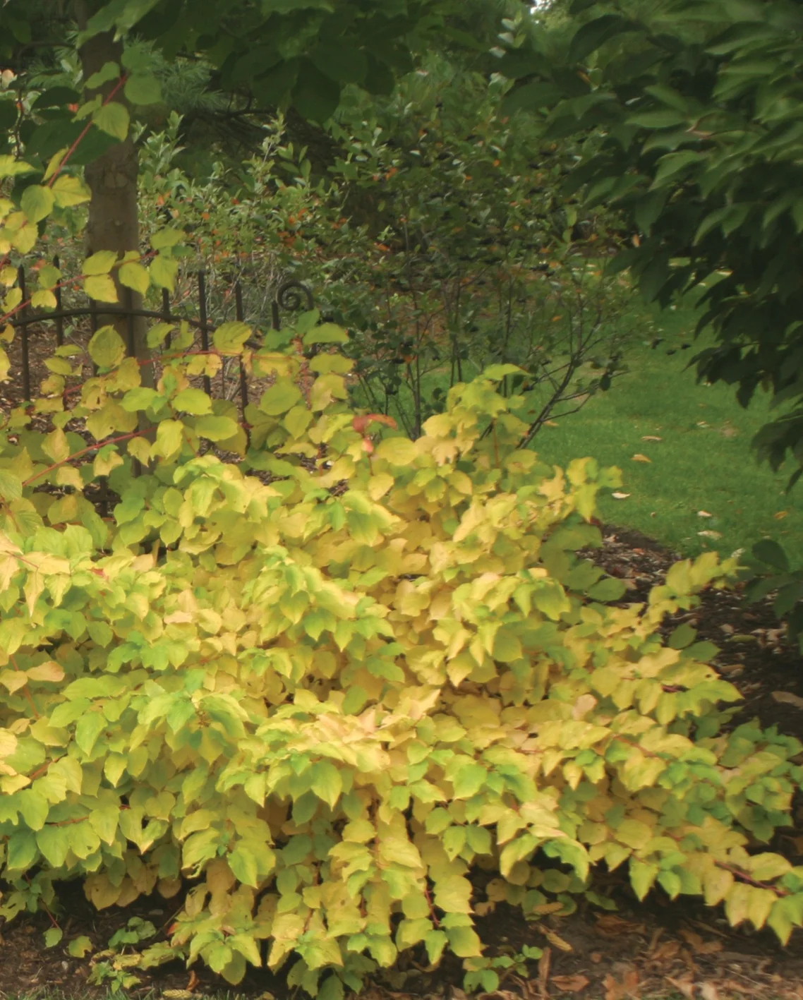 Arctic Sun® Red Twig Dogwood (Cornus sanguinea 'Cato') displaying bright yellow-green foliage in a garden border, with red-tinged stems visible beneath the canopy. The deciduous shrub is shown at mature landscape size among mixed plantings, demonstrating its full form and seasonal color.