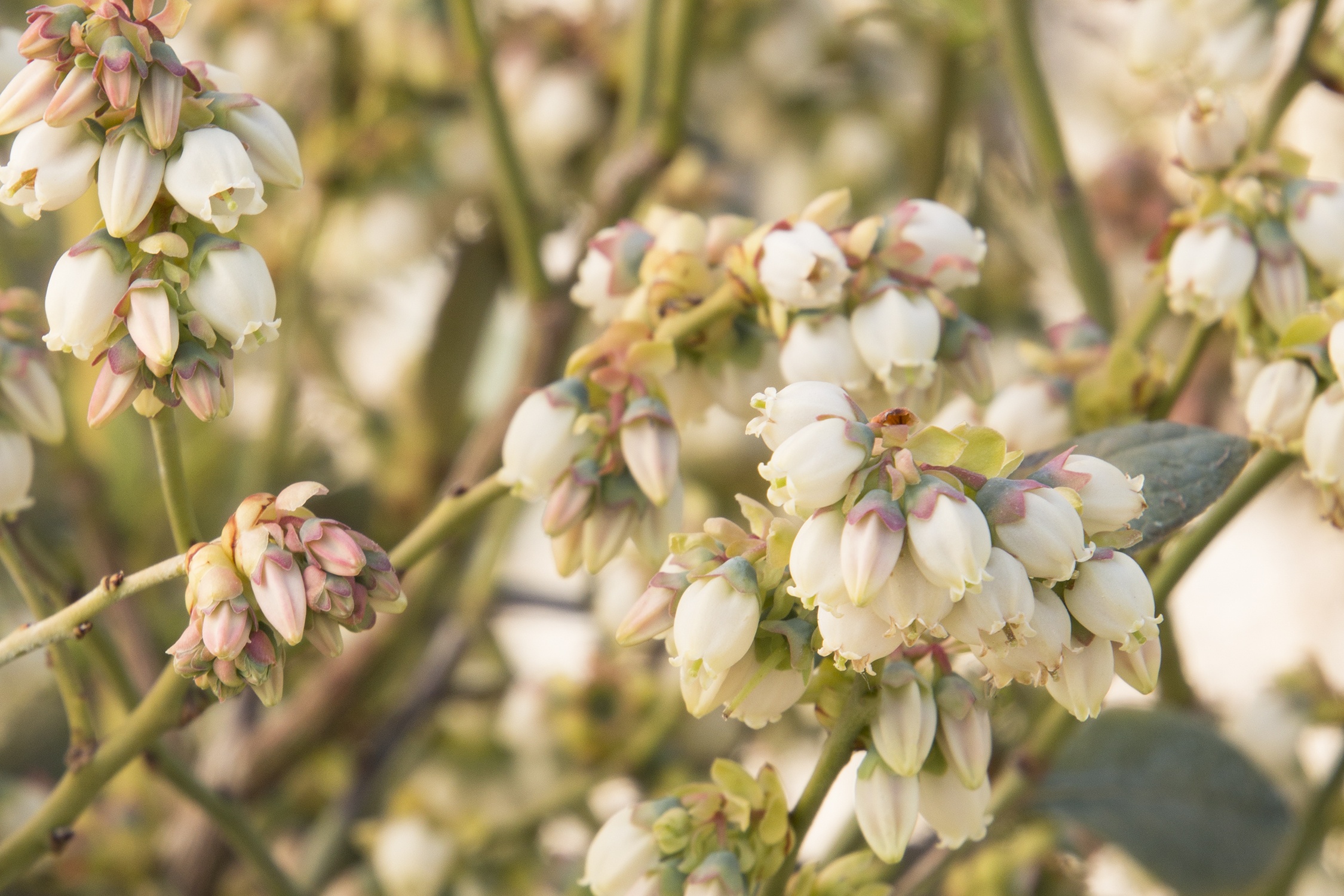 Bountiful Blue® Blueberry, Vaccinium corymbosum 'FLX-2' PP #19,381